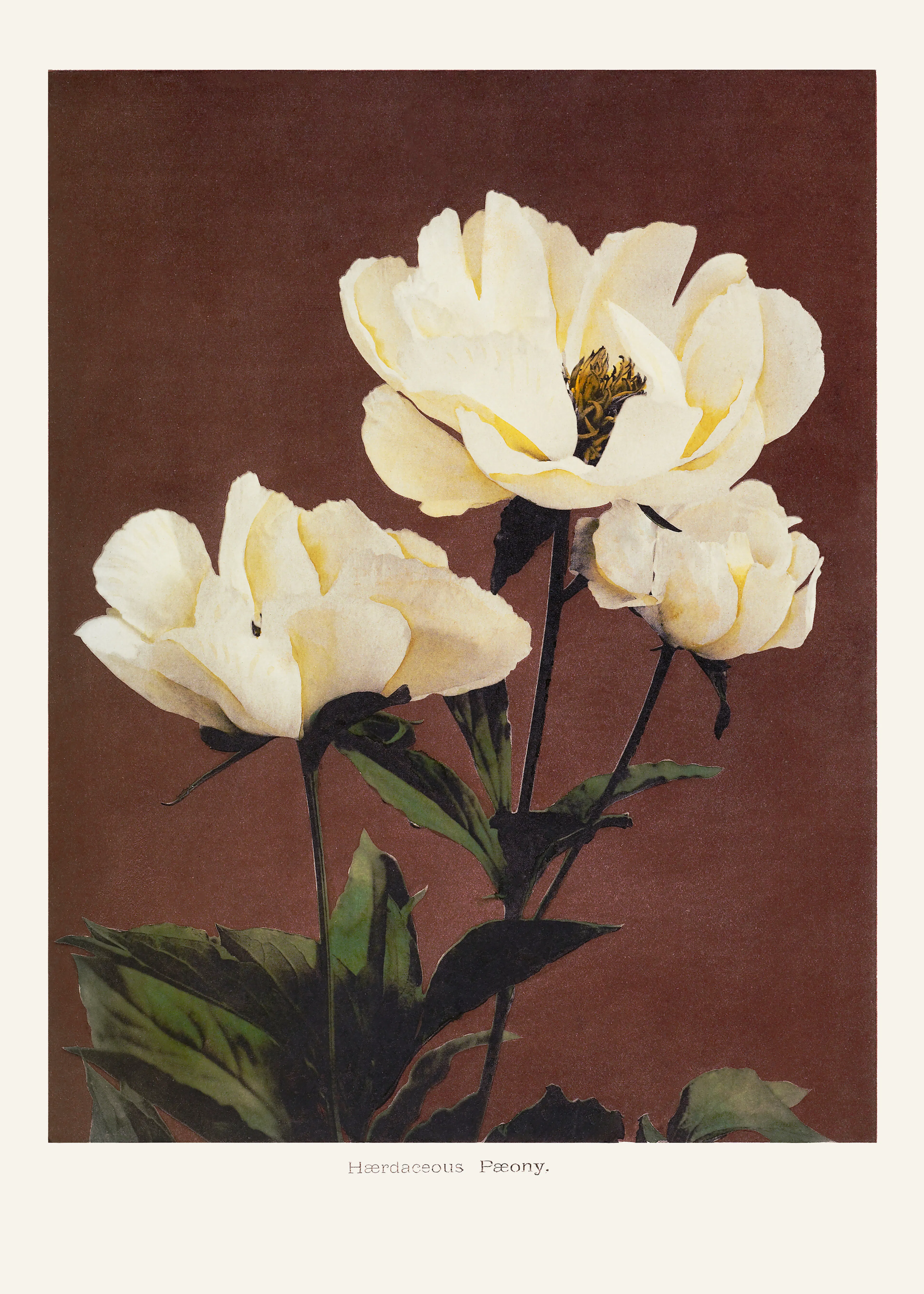 Ogawa Kazumasa - Hærdaceous Peony No2 Poster 0