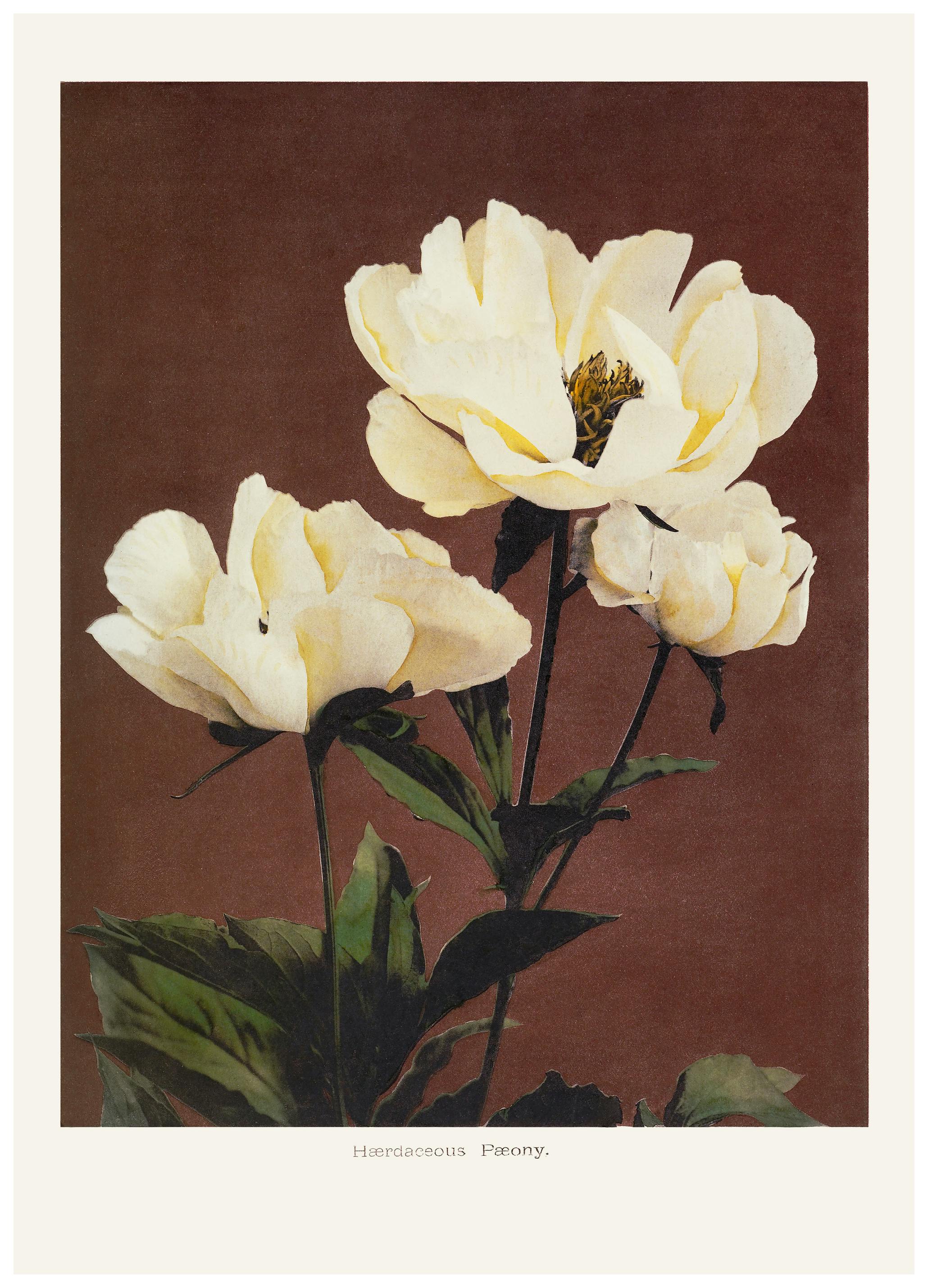 Ogawa Kazumasa - Hærdaceous Peony Nr. 2 Poster (70x100 cm) - Poster Store