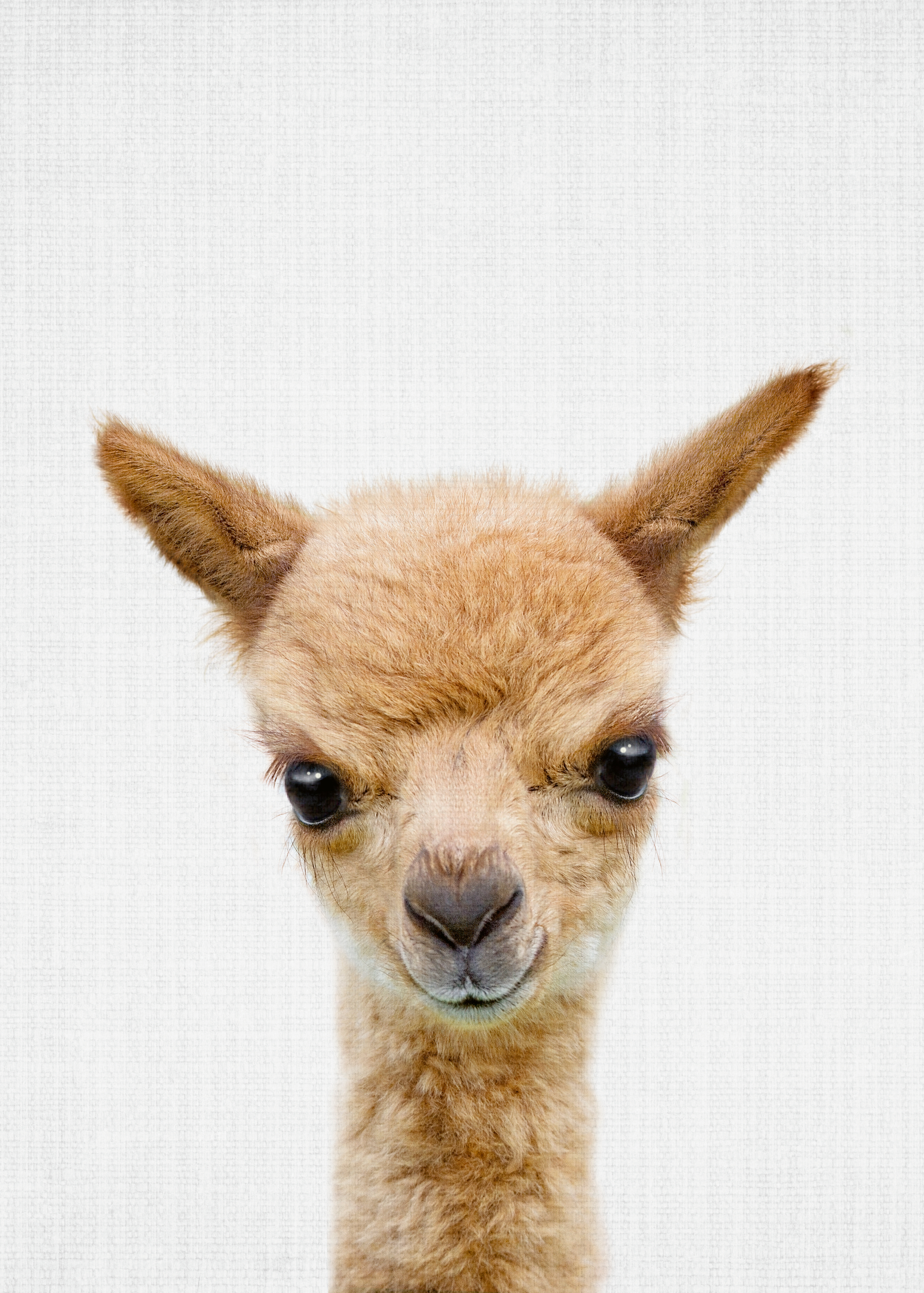Lila & Lola - Curious Baby Alpaca Poster