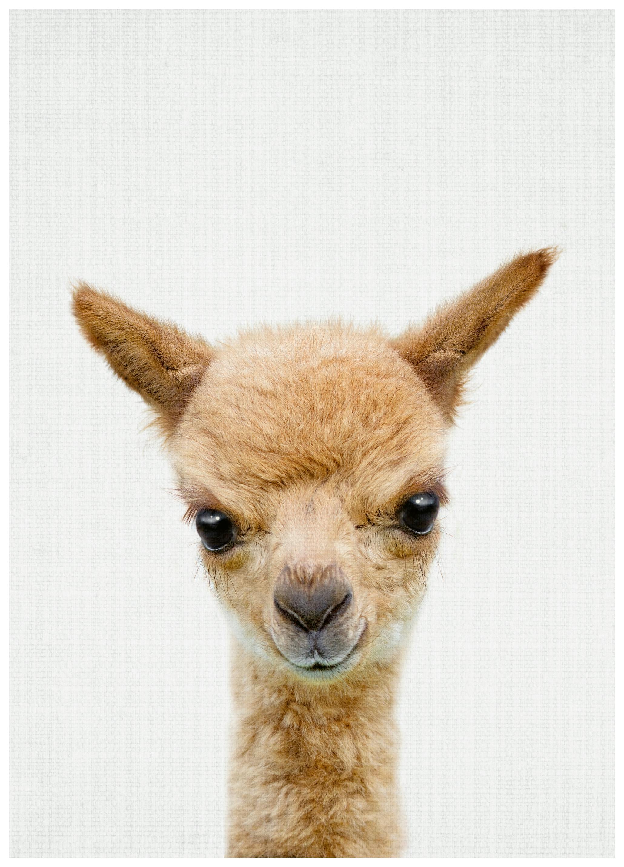 Lila & Lola - Nieuwsgierige Baby Alpaca Poster (50x50 cm) - Poster Store