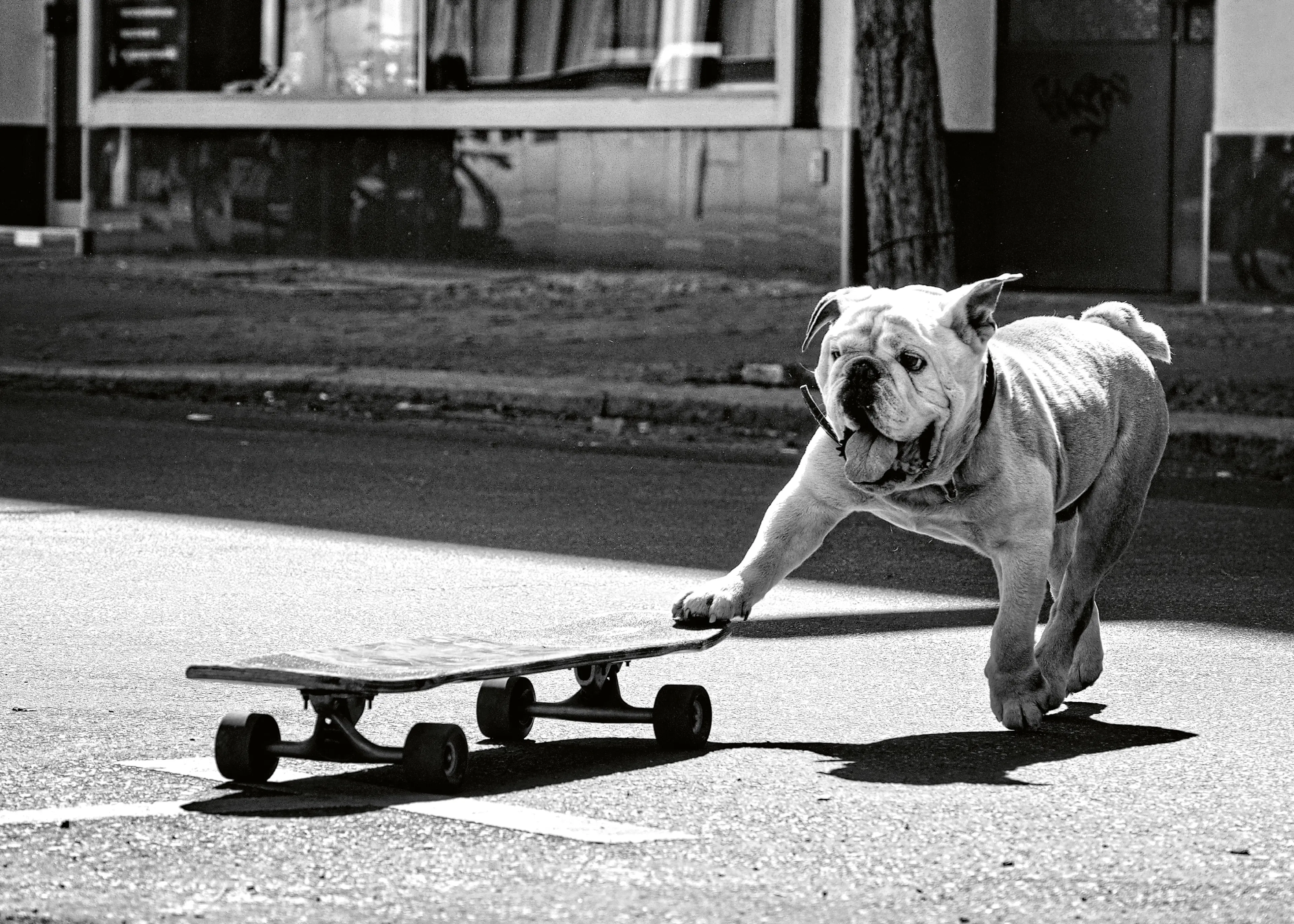 Claudia Leverentz - Gördeszkázó Bulldog Poszter 0