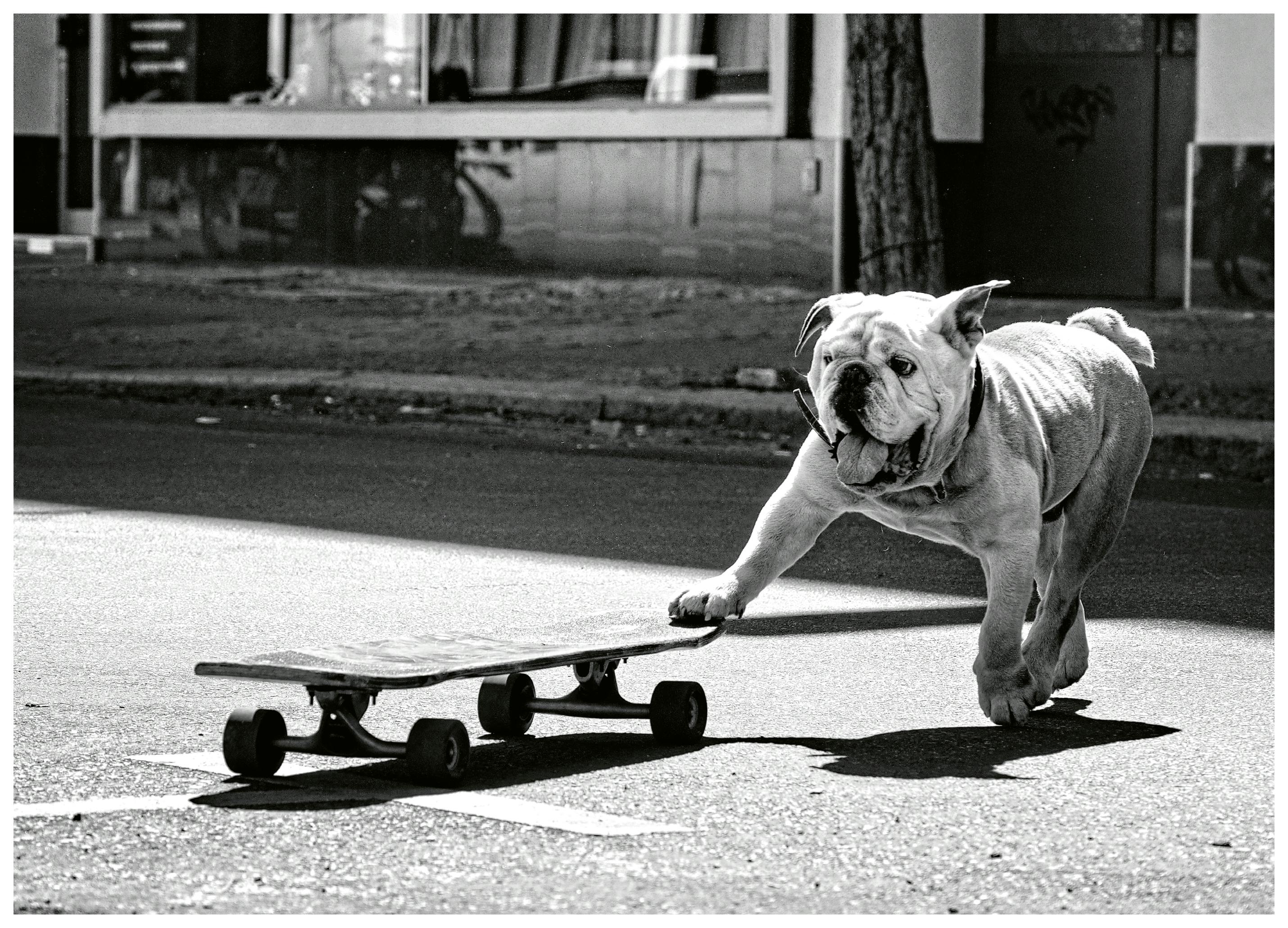 Claudia Leverentz - Skateboard Bulldogg Poster (30x40 cm) - Poster Store