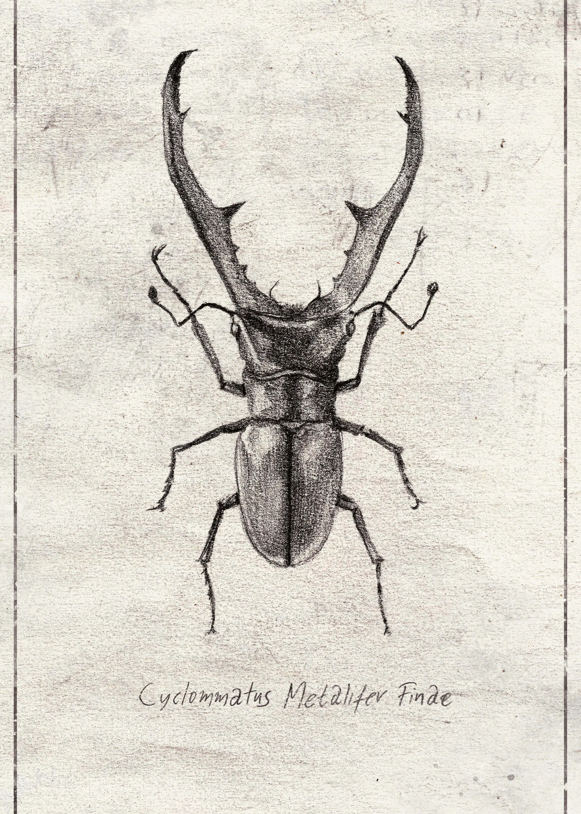 Mike Koubou - Cyclommatus Metalifer Finae Poster 0