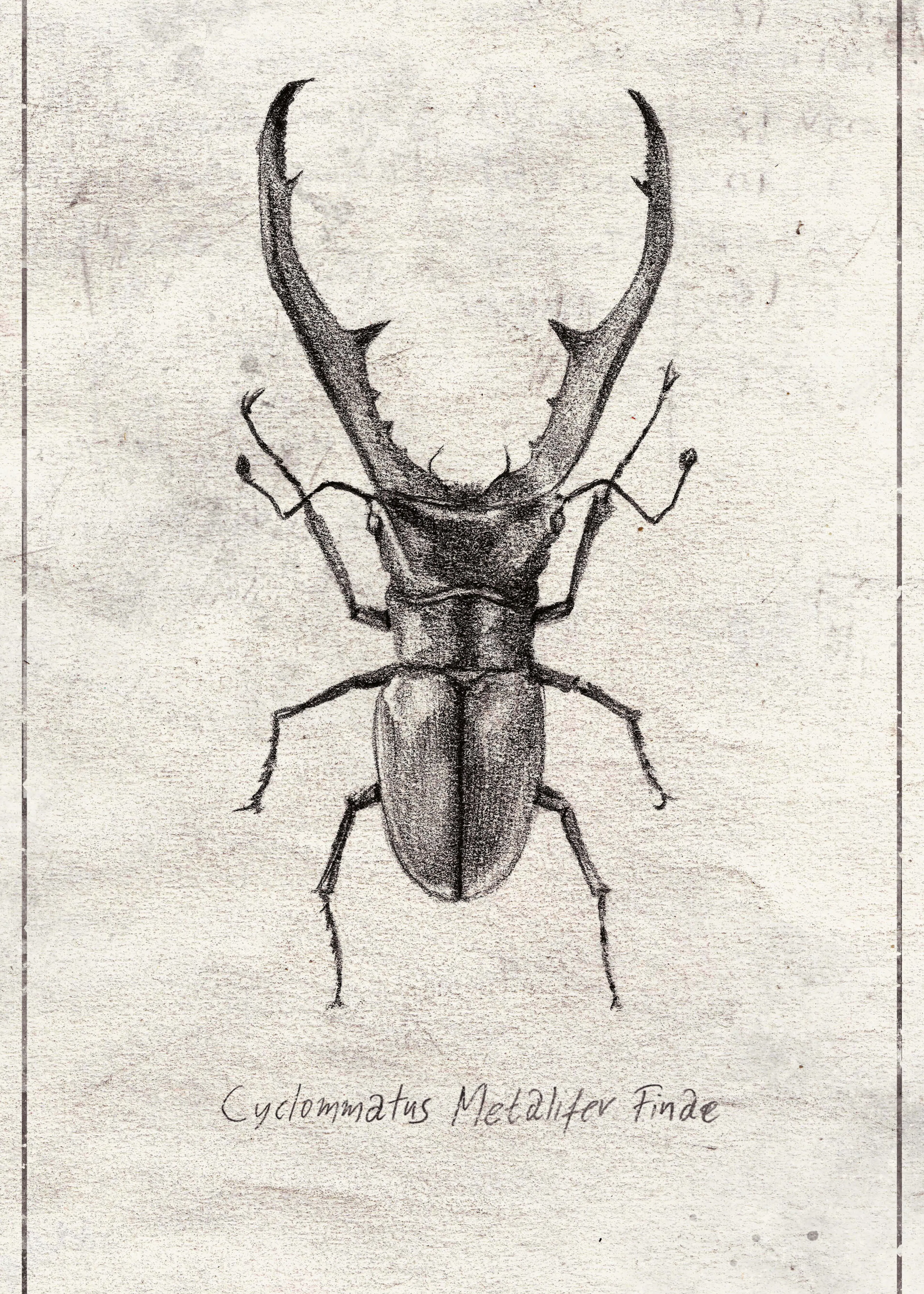 Mike Koubou - Cyclommatus Metalifer Finae Póster 0