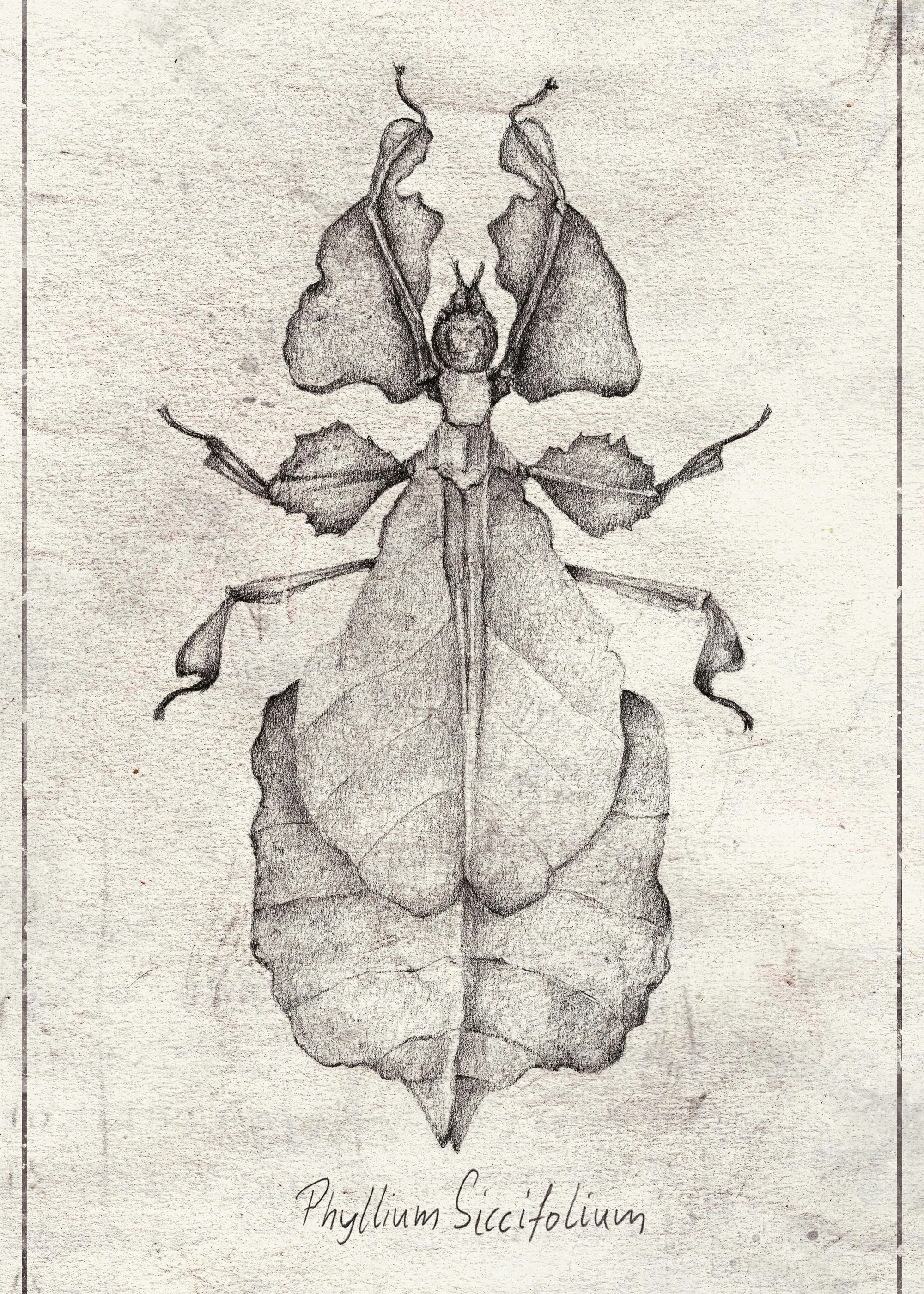 Mike Koubou - Phyllium Siccifolium Poster 0