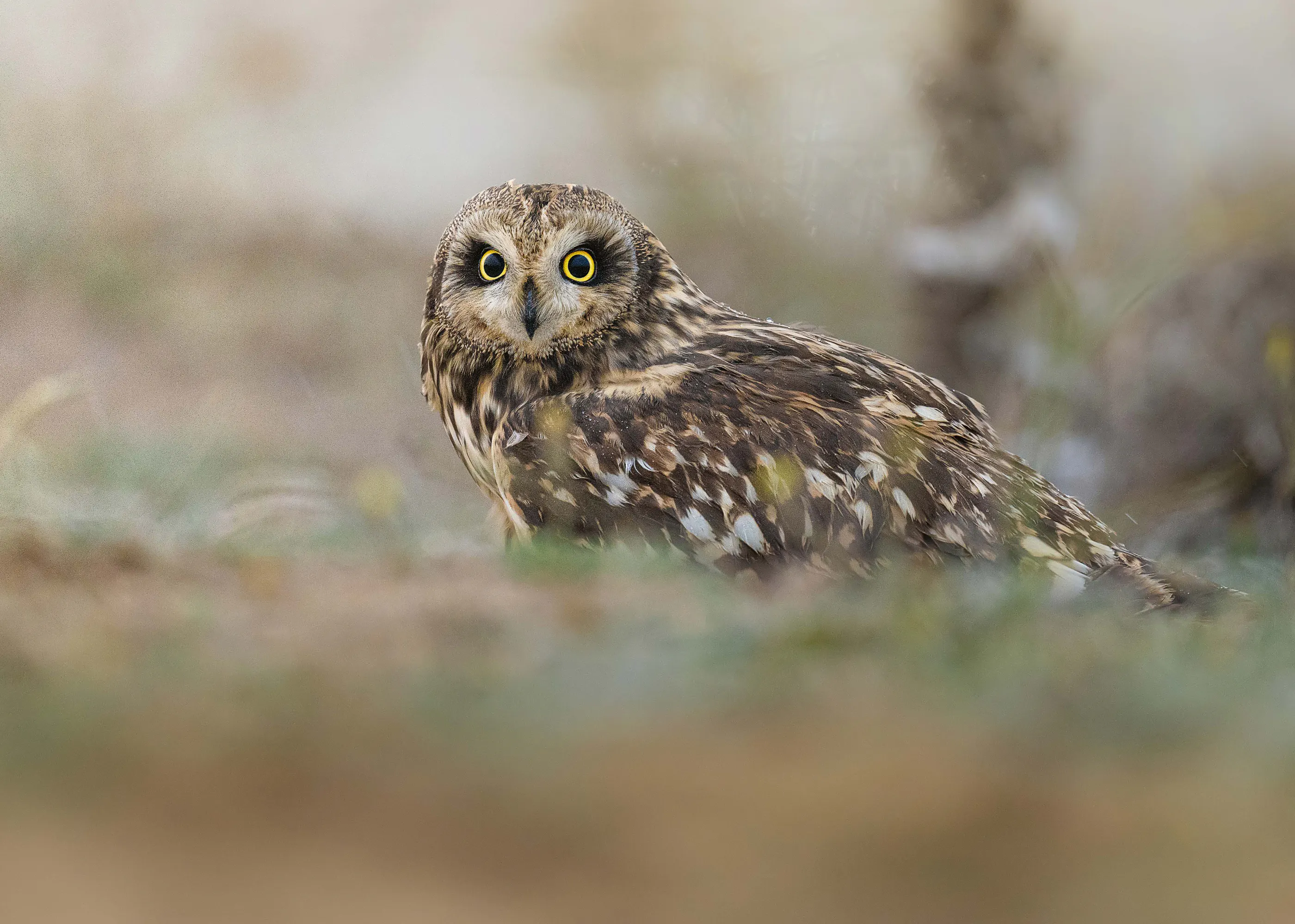 Ahmed Sobhi - Curious Short-eared Owl Poster 0
