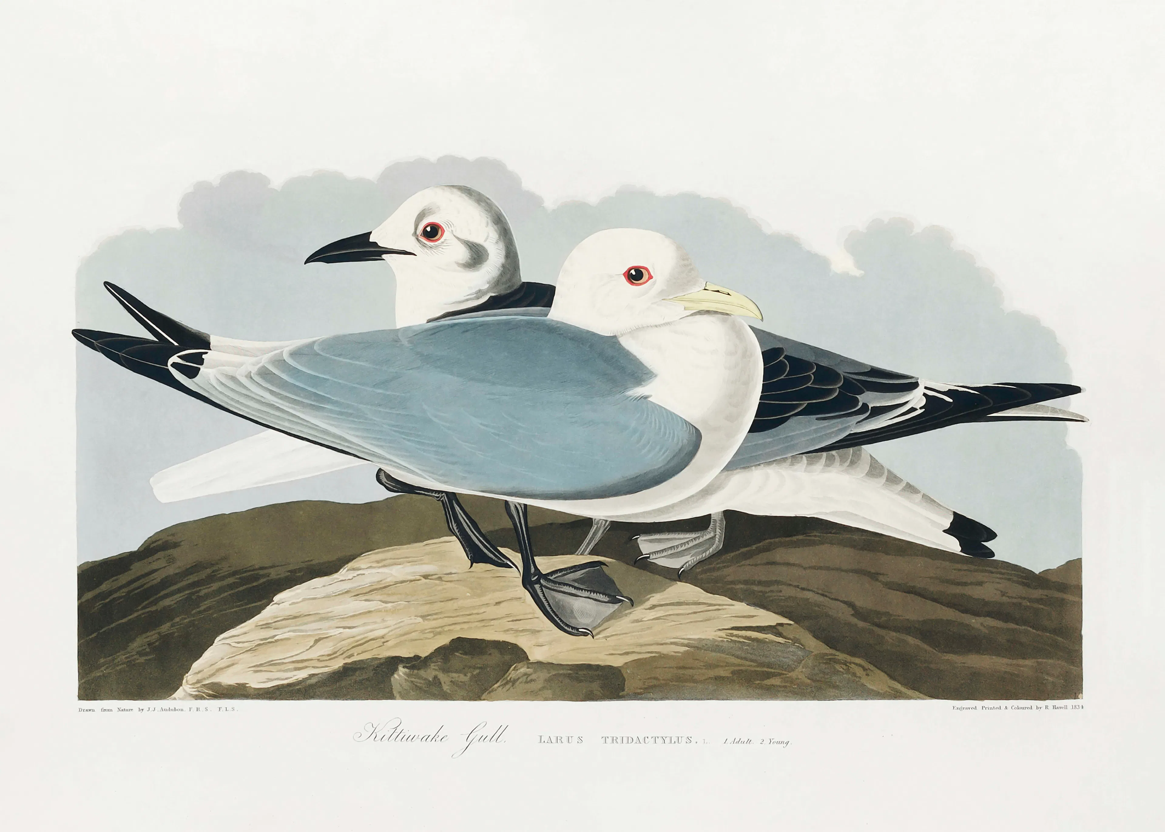 John James Audubon - نورس كيتيويك من طيور أمريكا (1827) بوستر 0