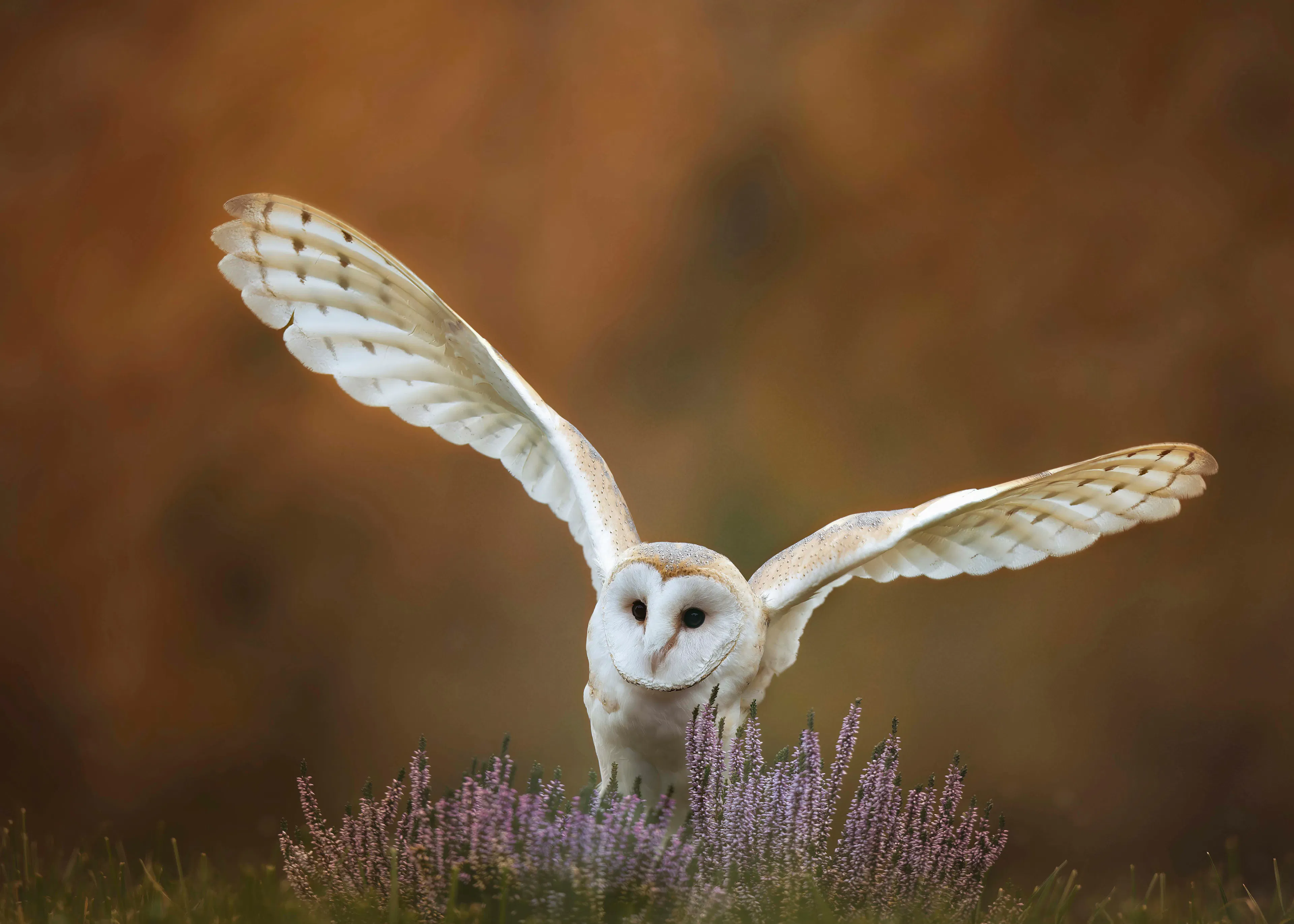 Michaela Firešová - Graceful Barn Owl Flight Poster 0