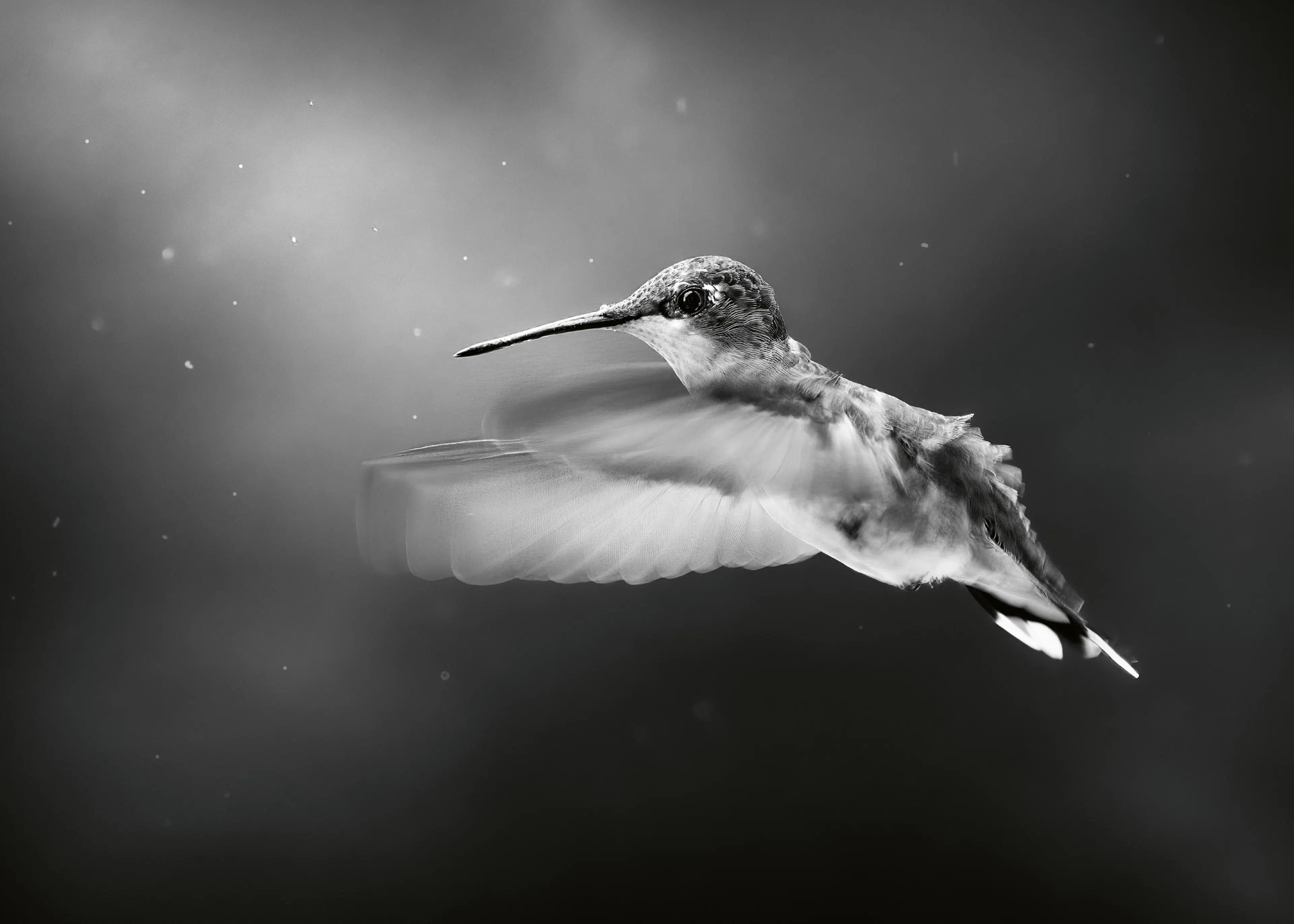 Atul Saluja - Kolibri Repülésben Poszter 0