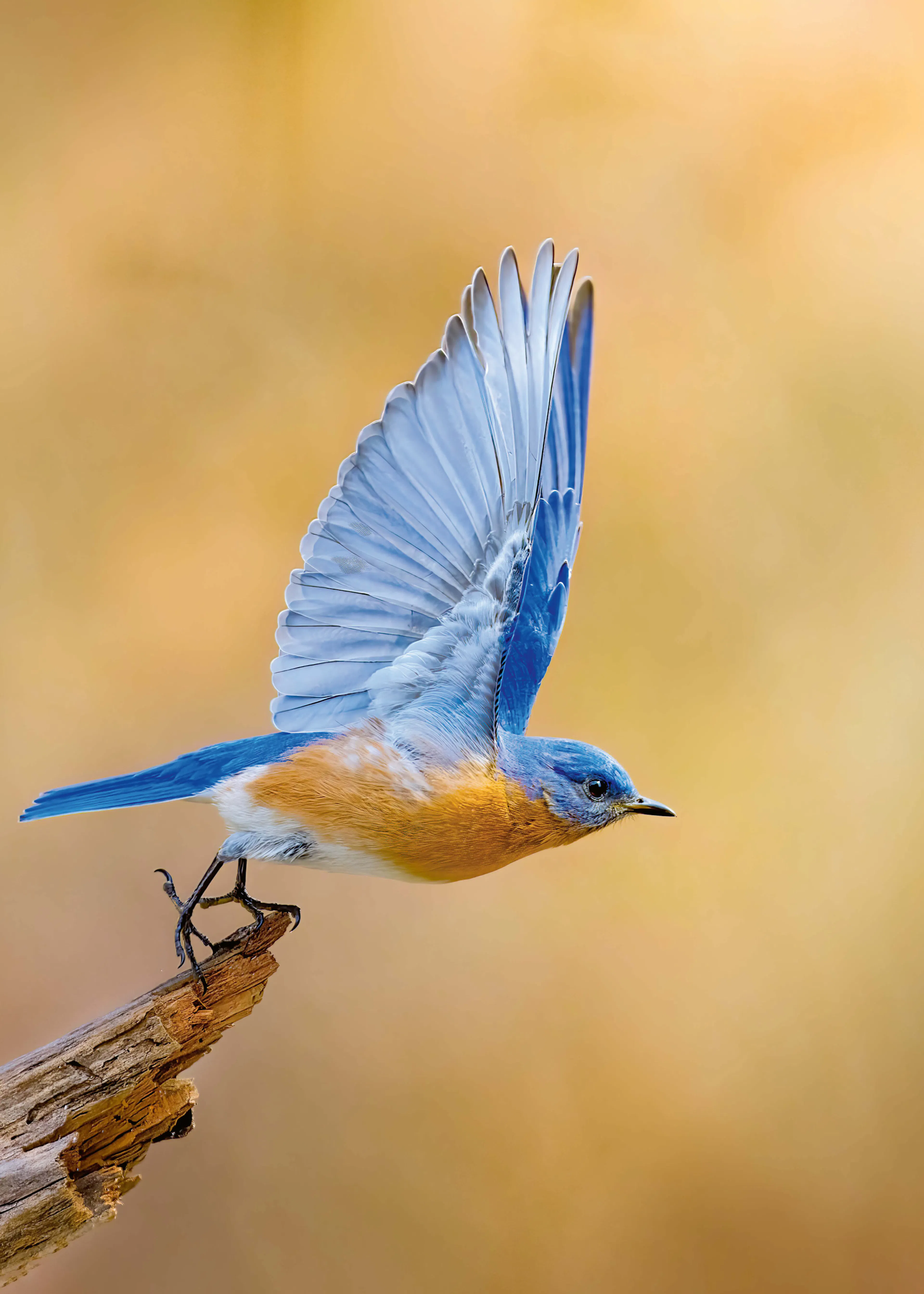Jeff Graham - Bluebird in Flight Poster 0