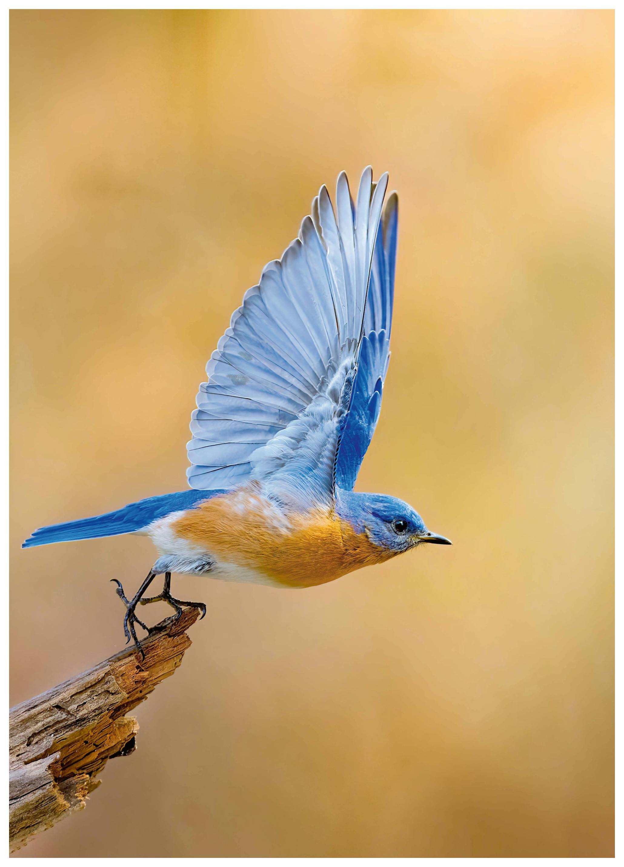 Jeff Graham - Bluebird in Flight Poster (70x100 cm) - Poster Store