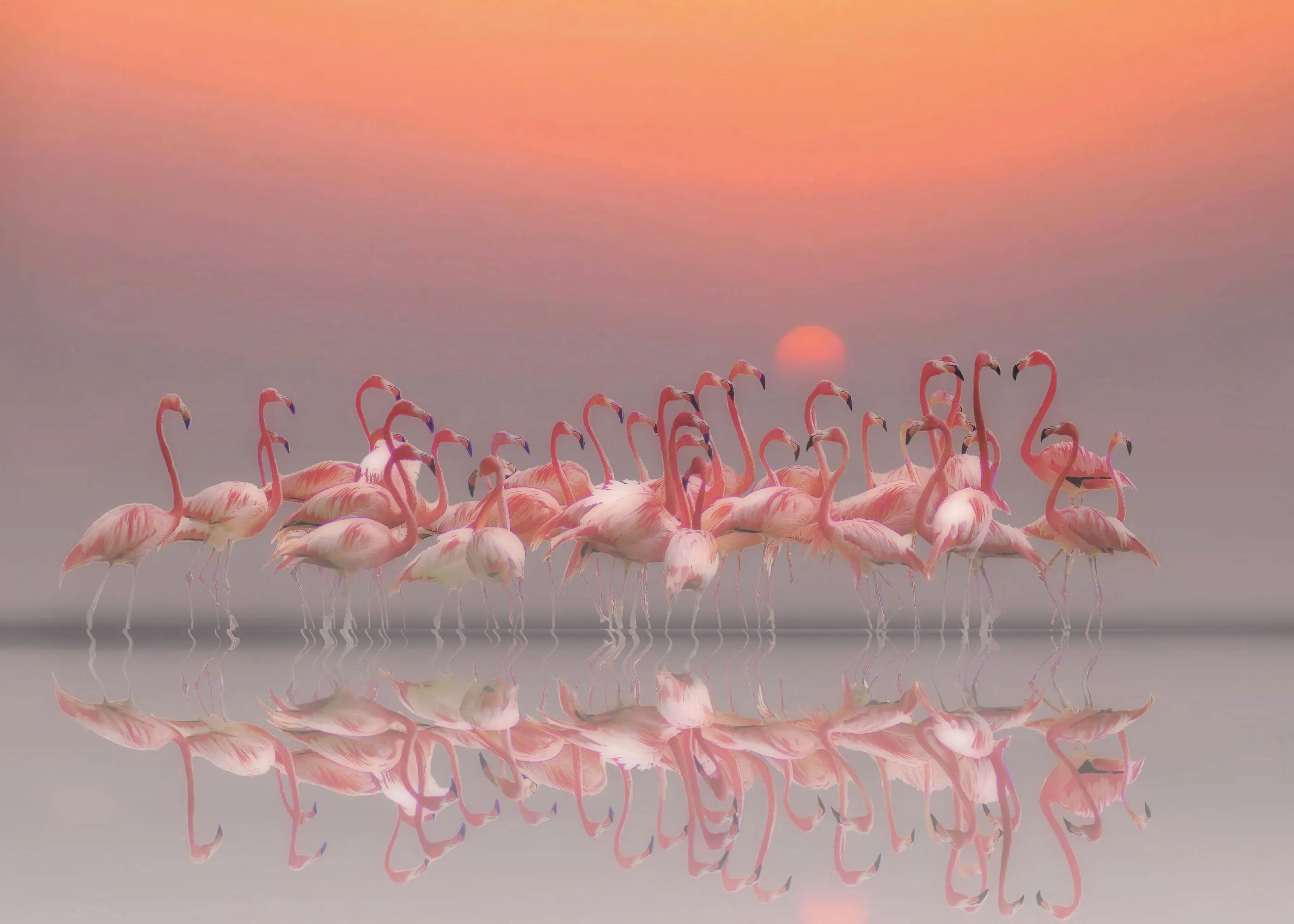 Anna Cseresnjes - Rosa Flamingo Solnedgang Plakat 0