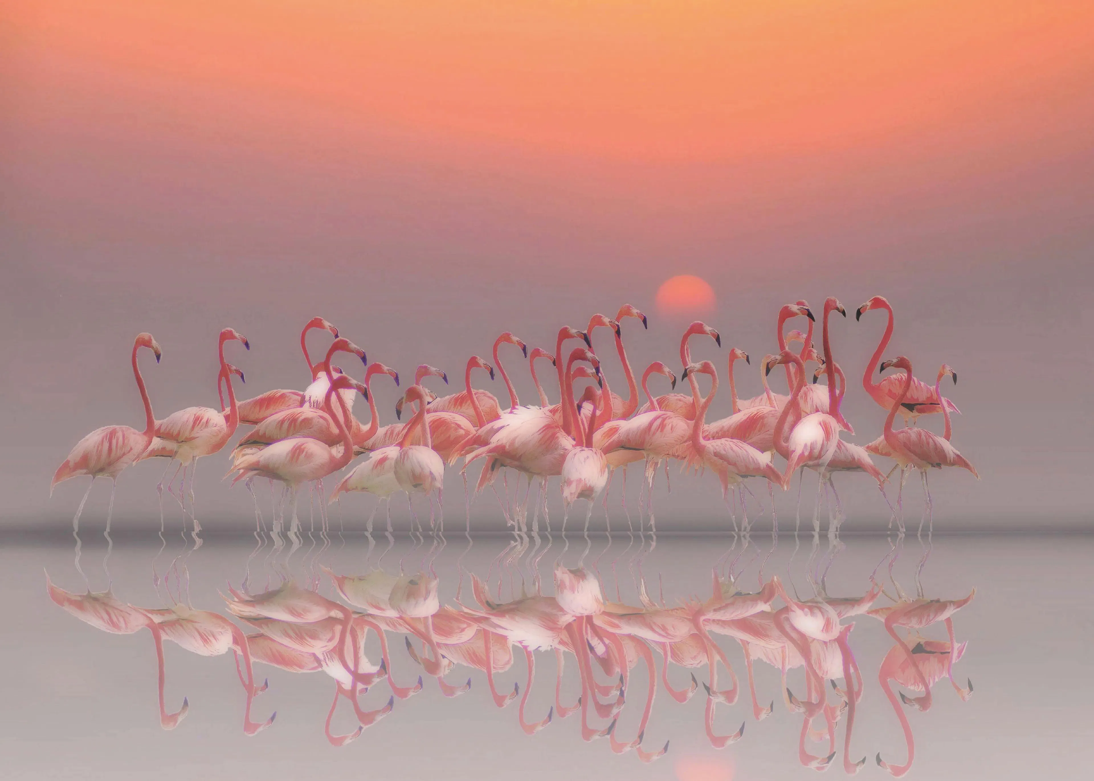 Anna Cseresnjes - Rosa Flamingo Solnedgang Plakat 0