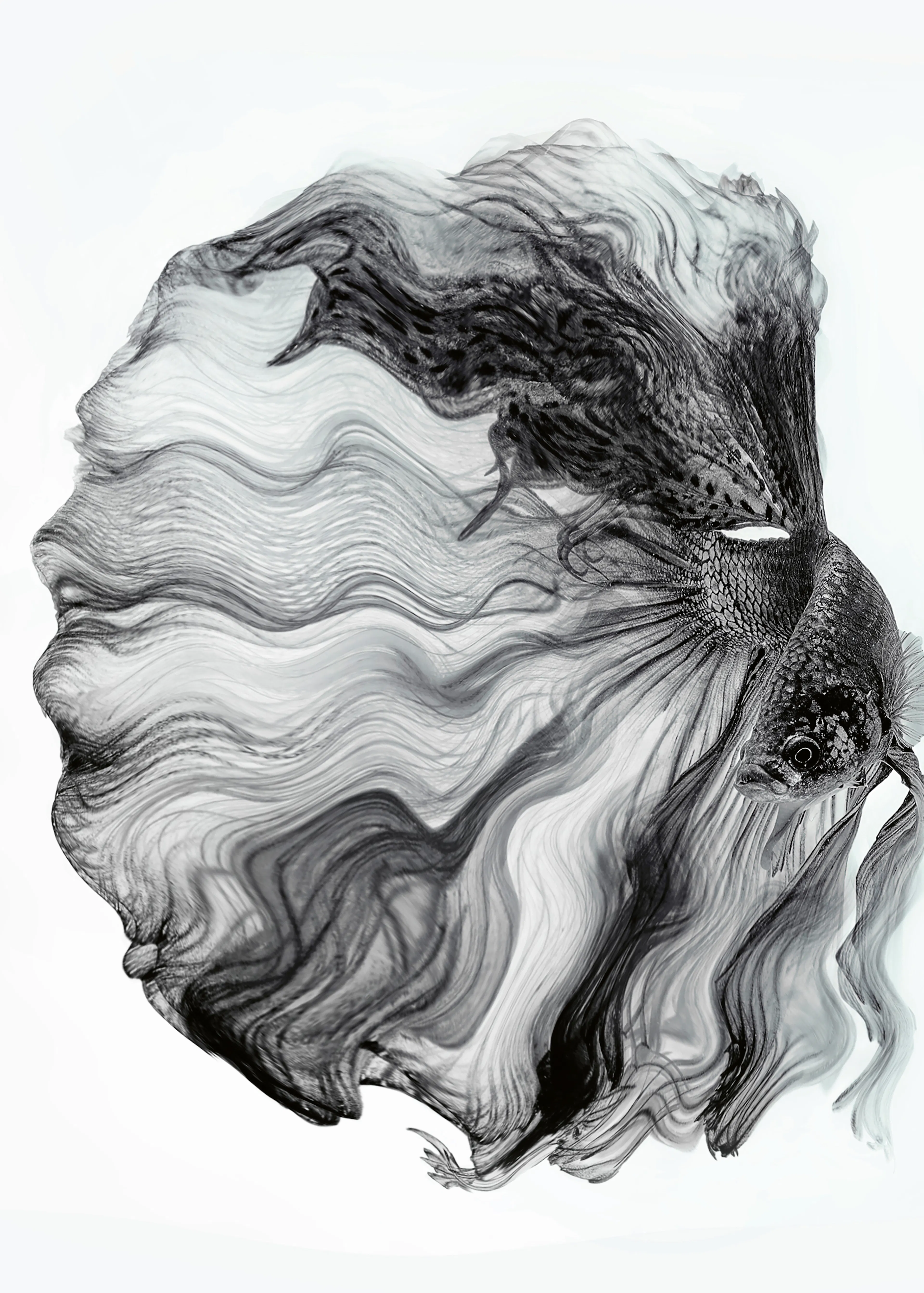 Andi Halil - Flowing Betta Illusion Poster 0