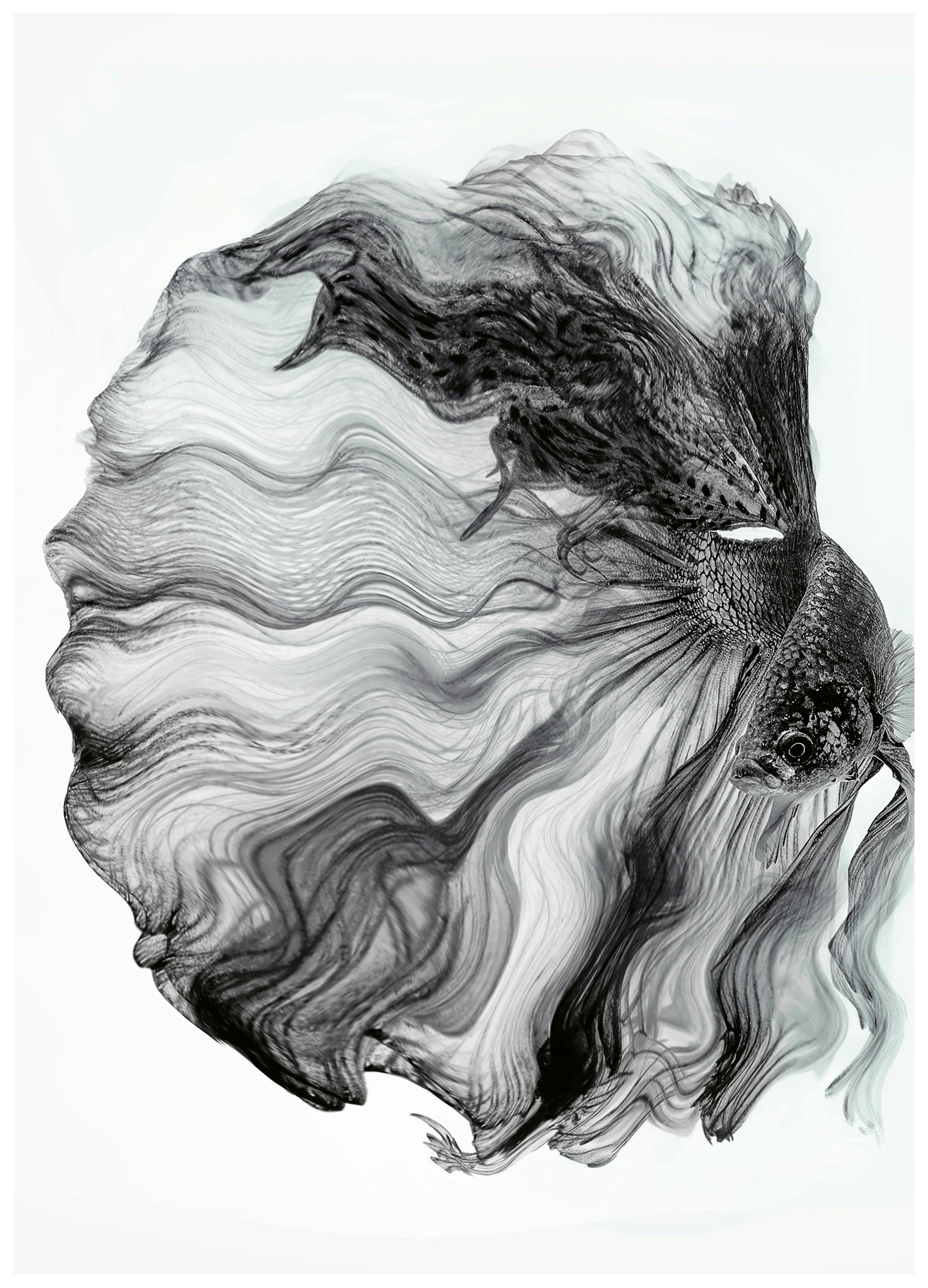 Andi Halil - Illusione del Betta Fluttuante Poster (70x100 cm) - Poster Store