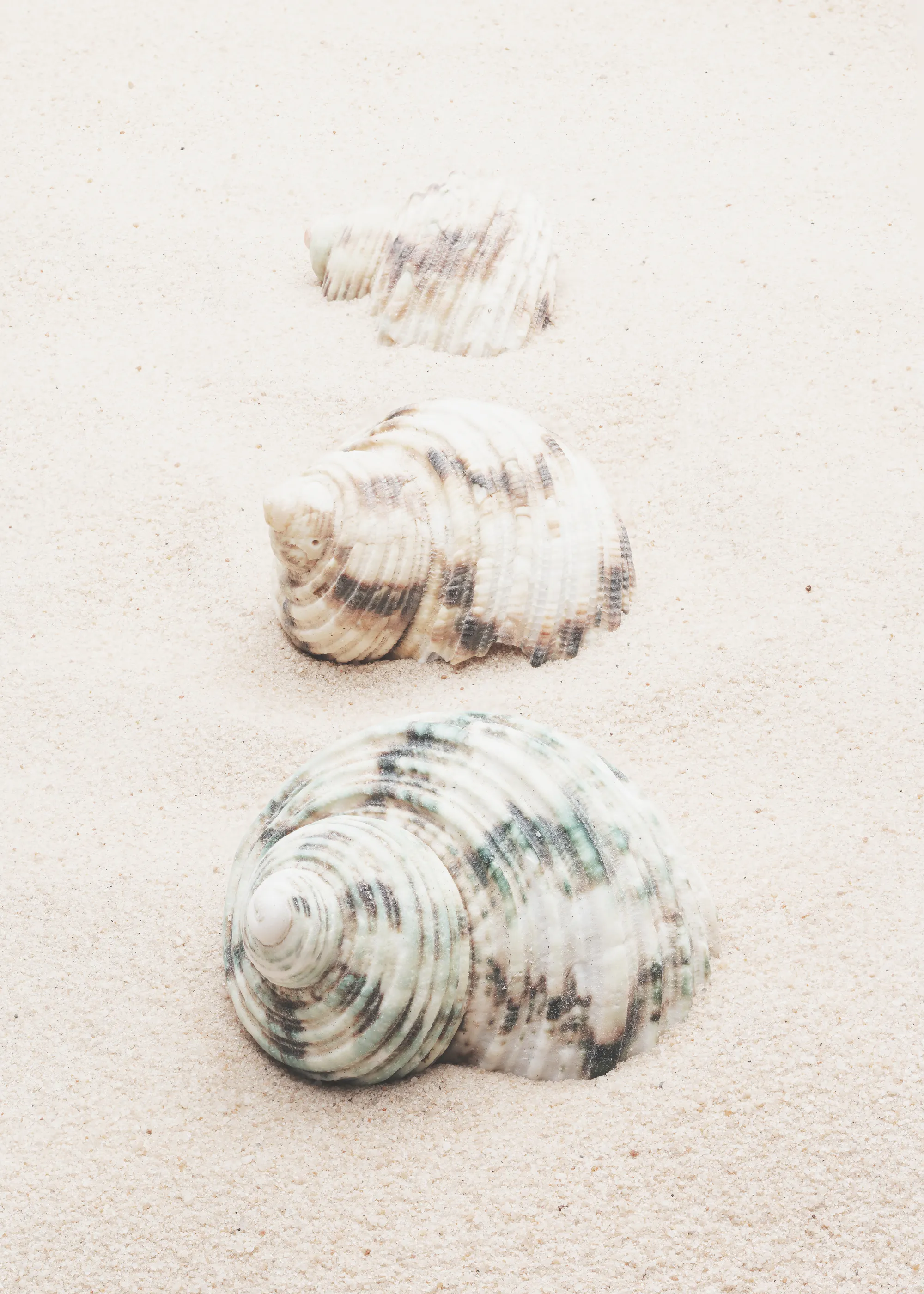 Pictufy Studio III - Spiralformade Strandsnäckor Poster 0
