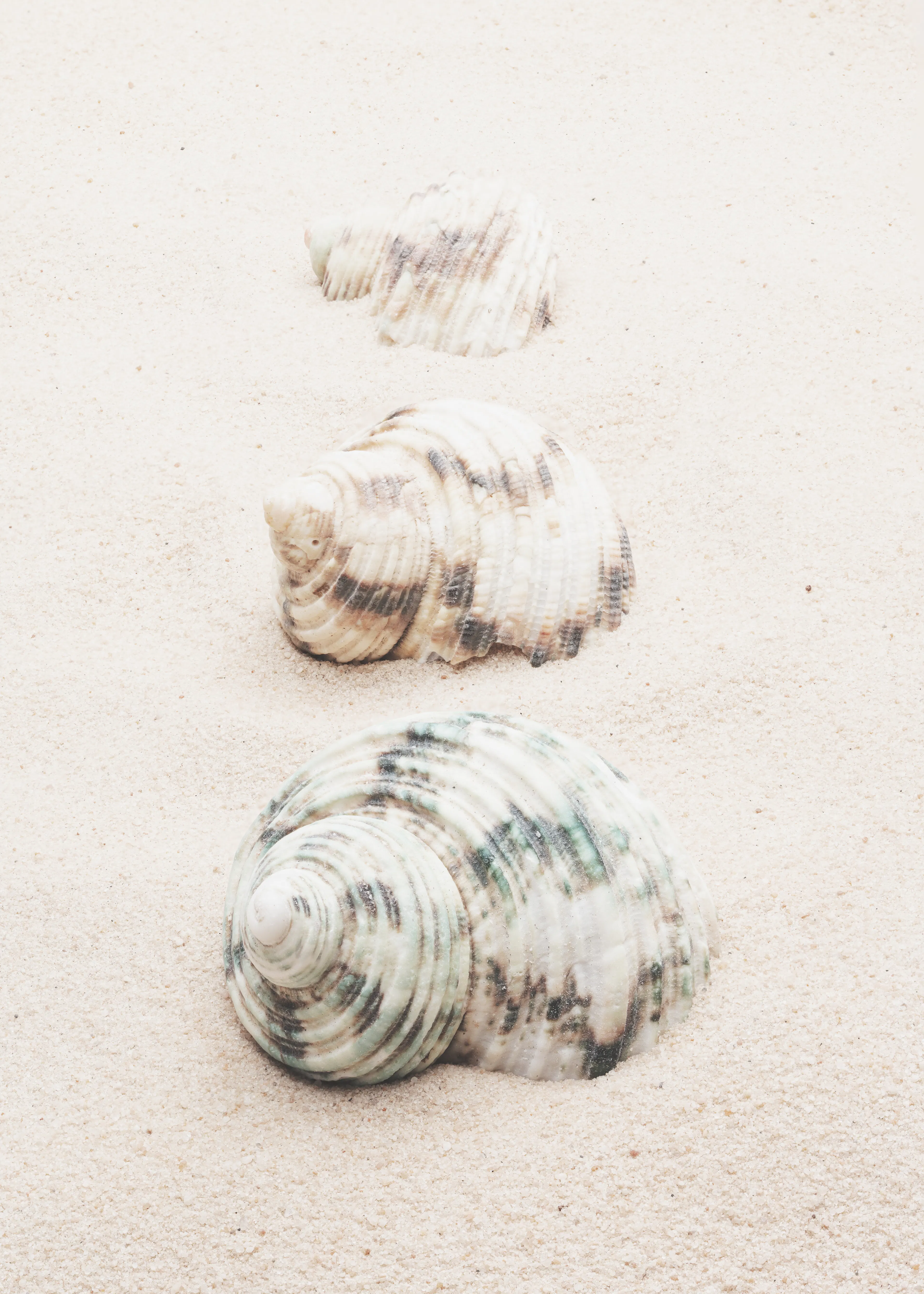 Pictufy Studio III - Spiralformade Strandsnäckor Poster 0