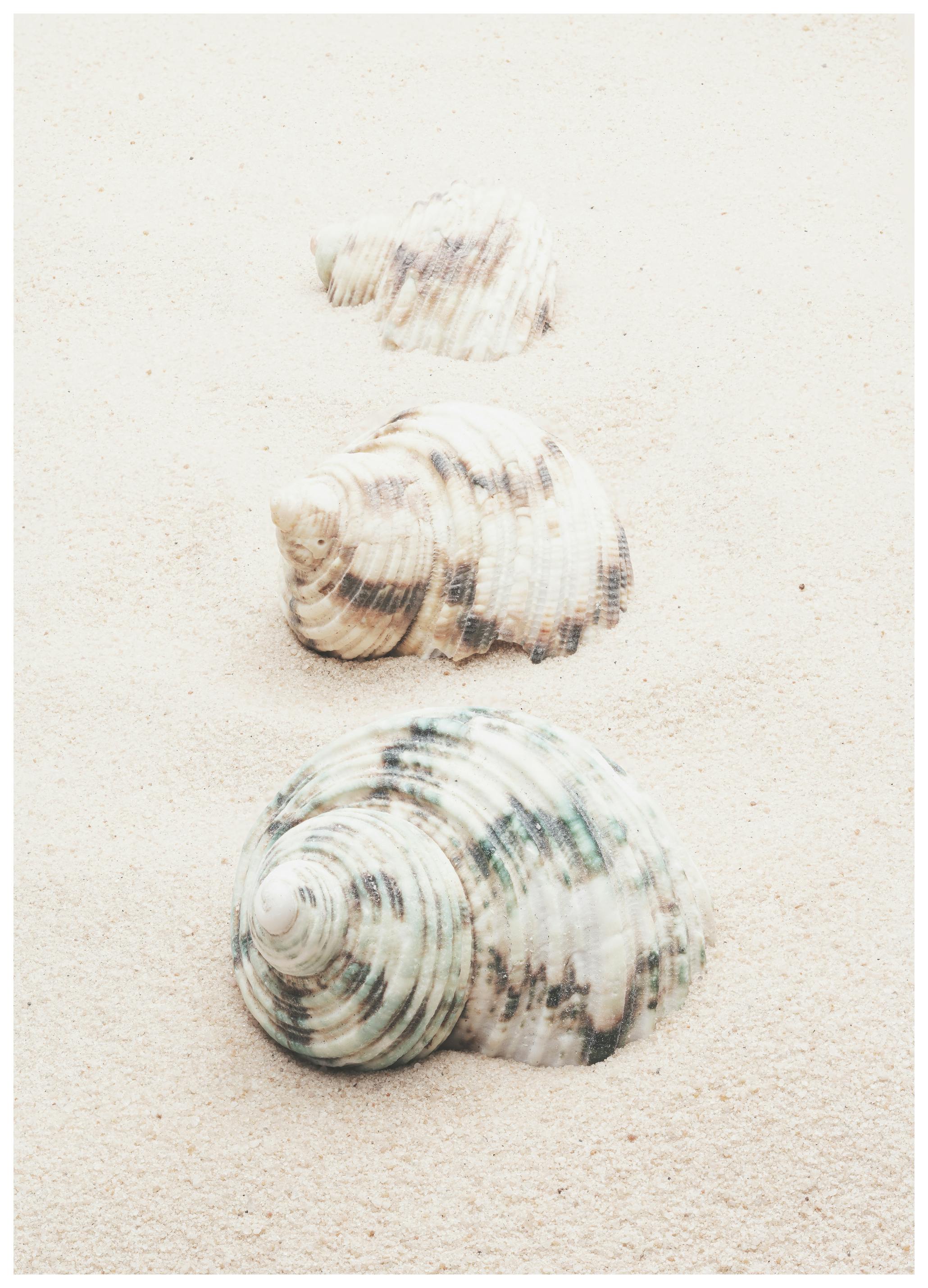 Pictufy Studio III - Spiral Strandskjell Plakat (40x50 cm) - Poster Store