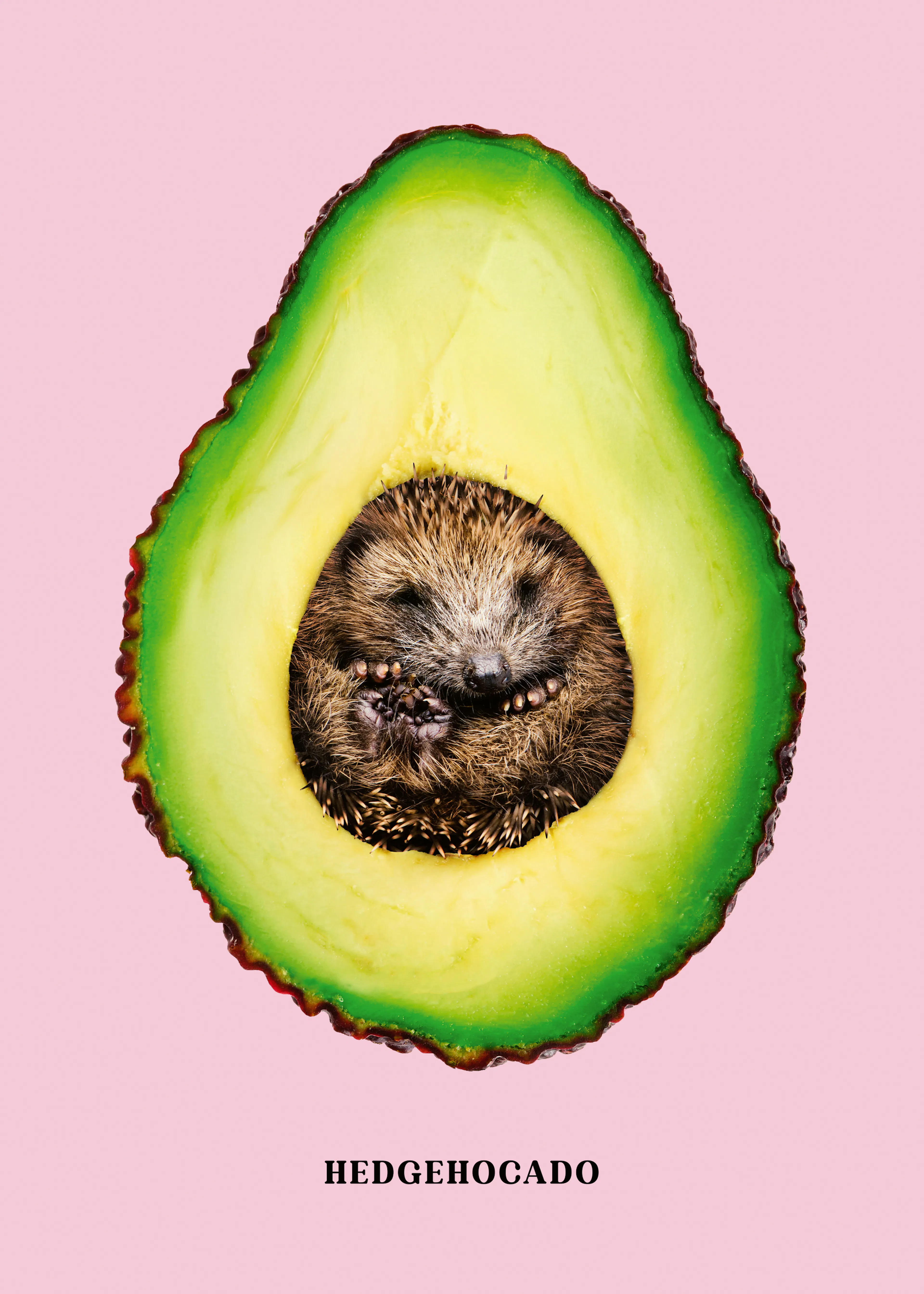 Jonas Loose - Hedgehocado Affiche 0