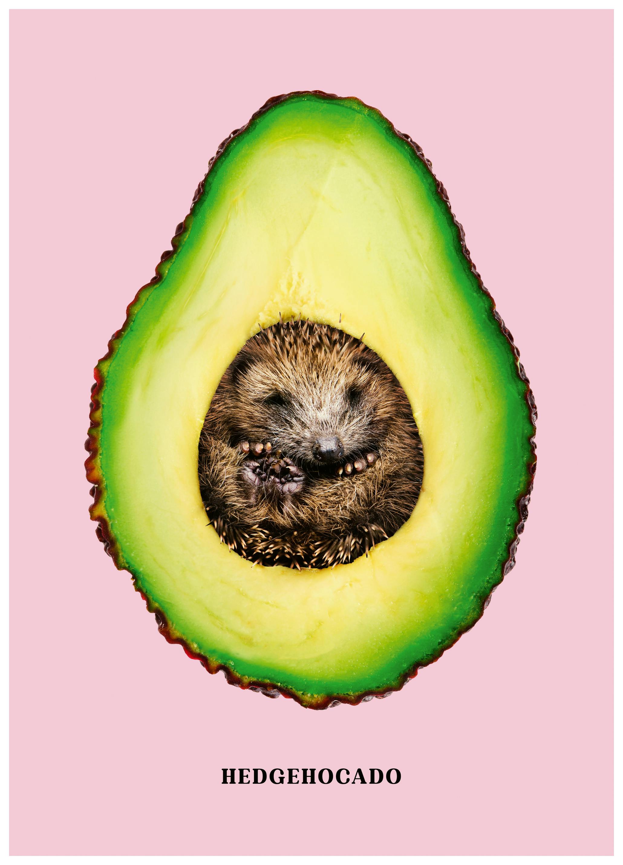 Jonas Loose - Hedgehocado Poster (70x100 cm) - Poster Store