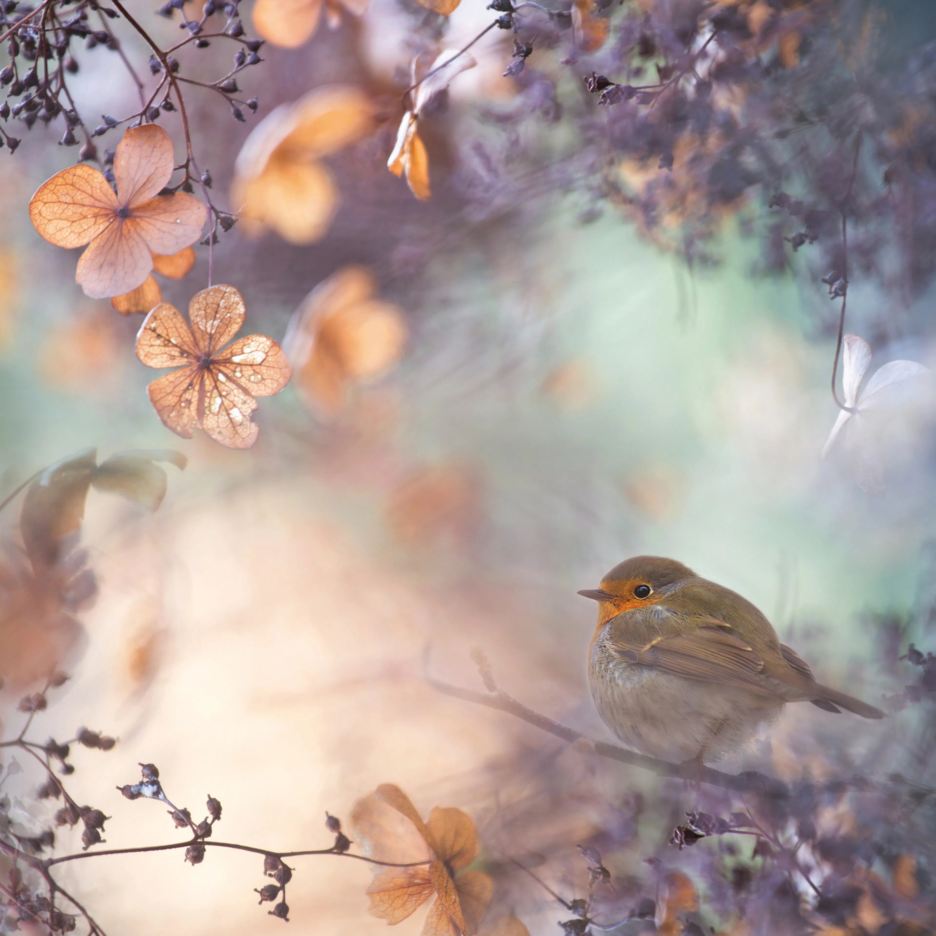 Teuni - Dreamy Autumn Robin Poster 0