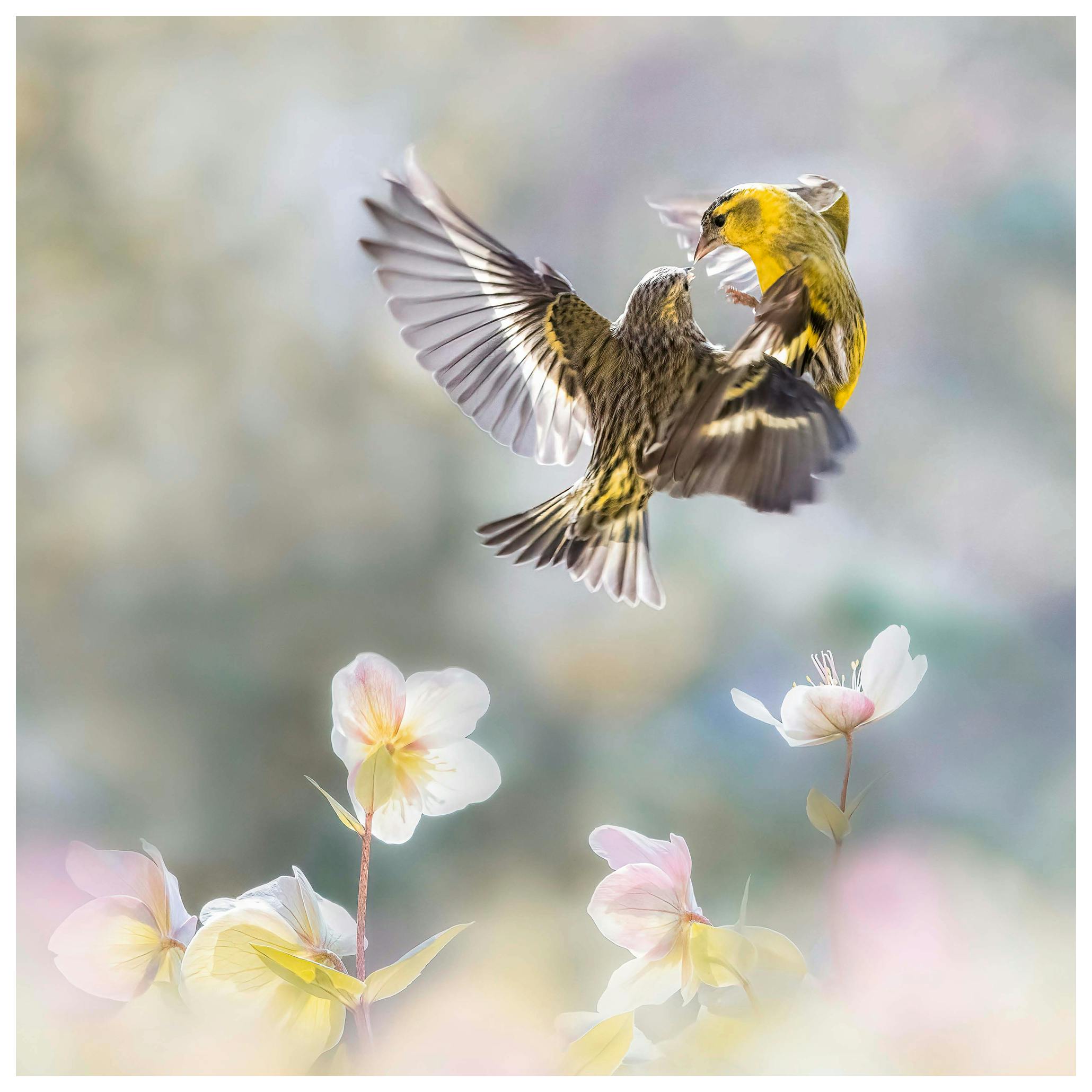 Martine Benezech - Fijne Vogeldans Poster (50x50 cm) - Poster Store