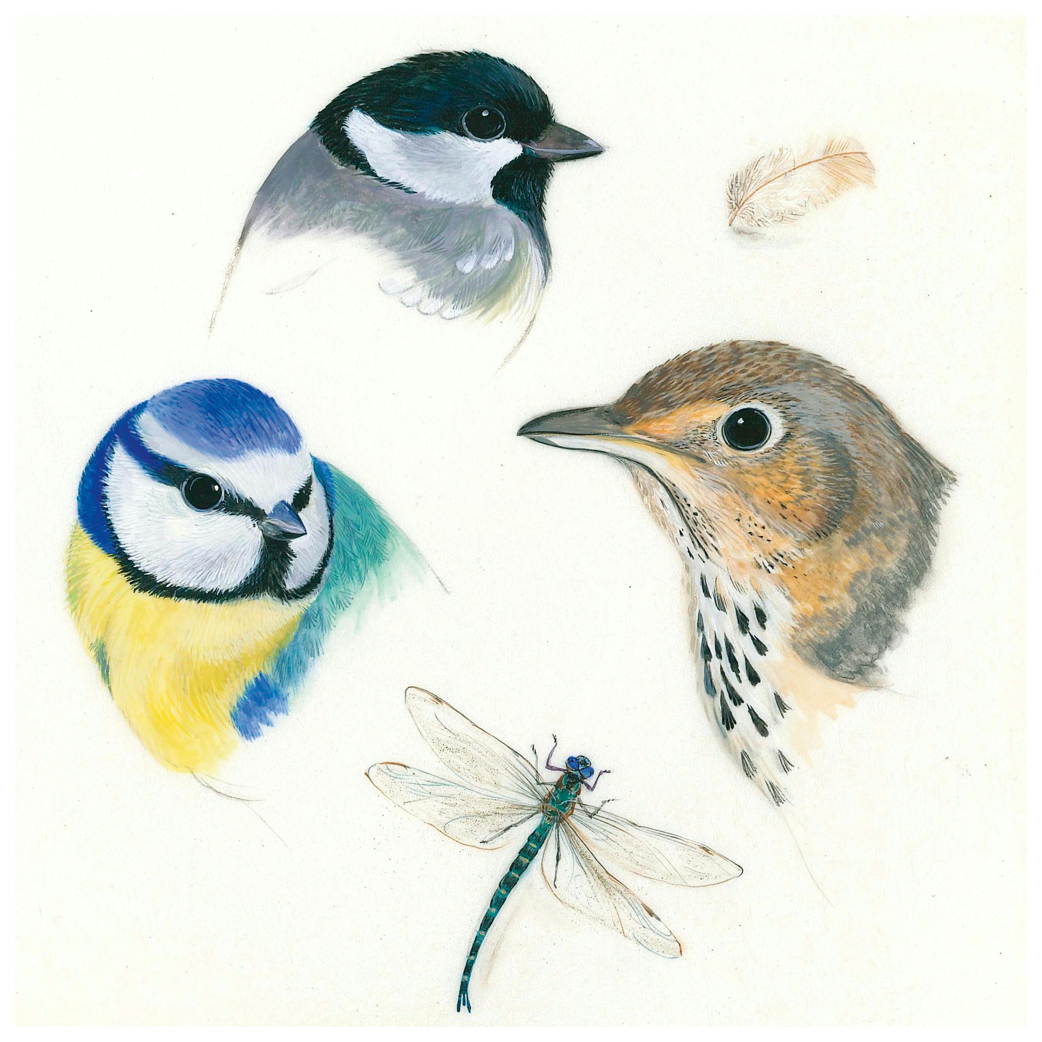 Isabelle Brent - Studie Vogels en Libelle Poster (50x50 cm) - Poster Store