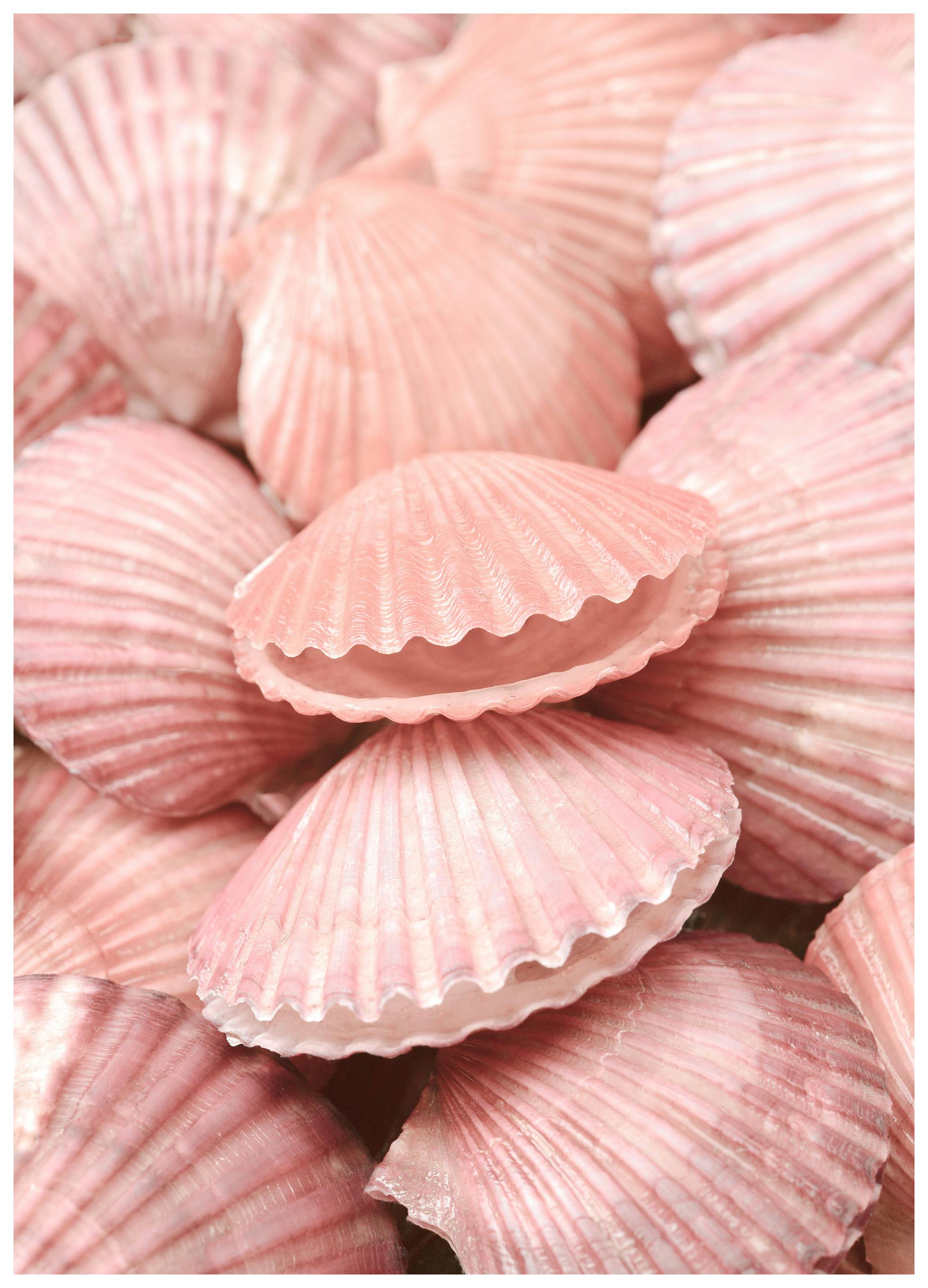 Pink Seashells Poster (70x100 cm) - Poster Store