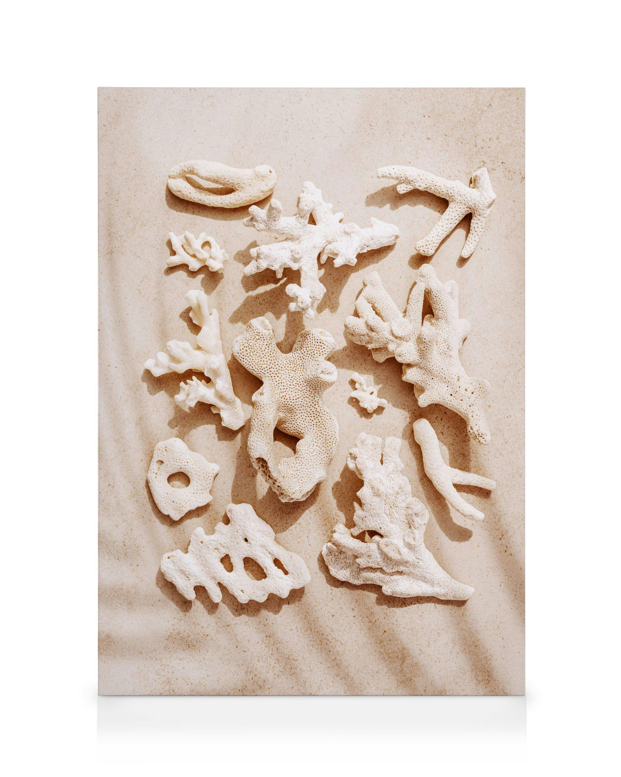Canvas Prints - Shell Collection Canvas print (30x40 cm - Oak Frame) - Poster Store