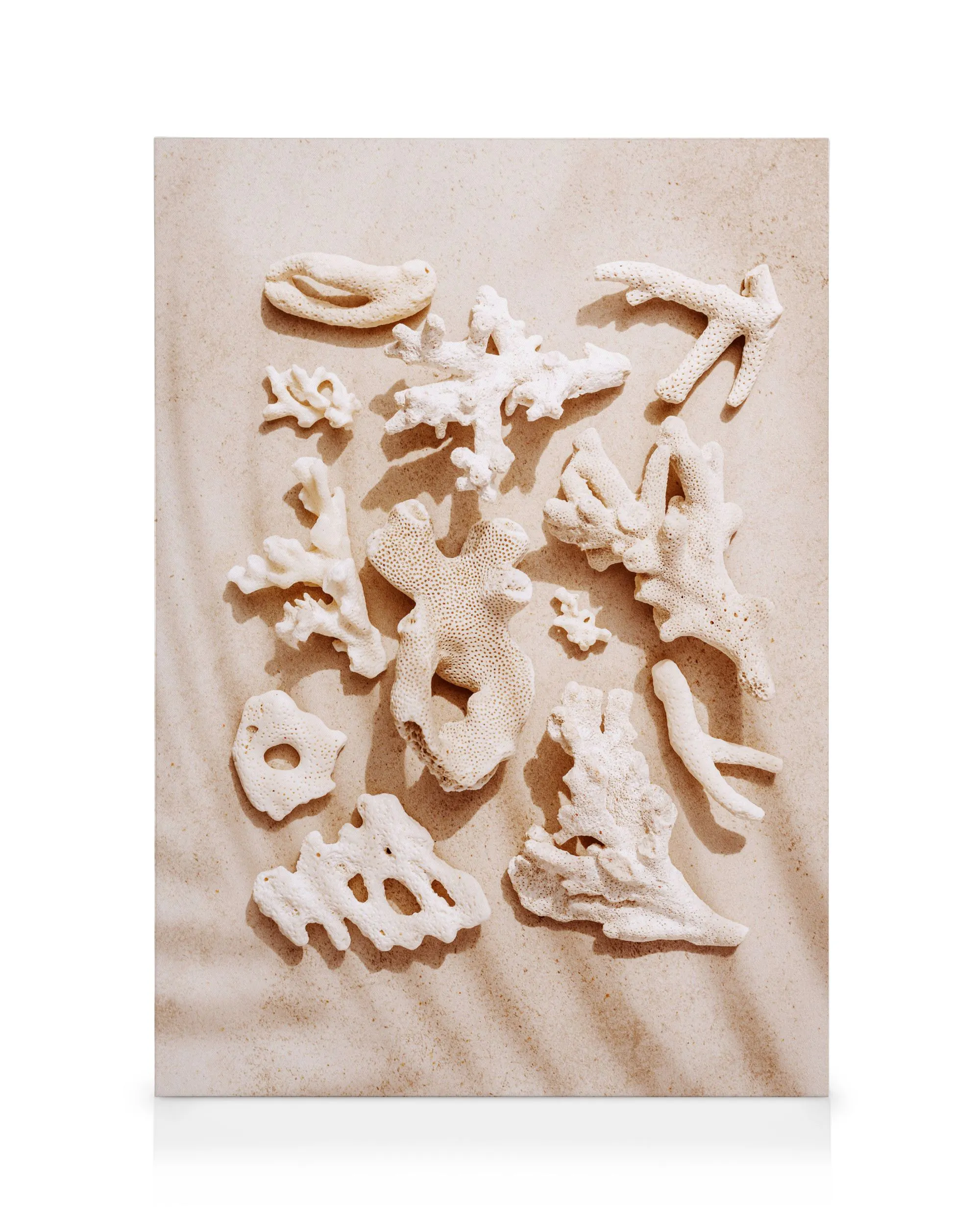Collection de Coquillages Toile 0