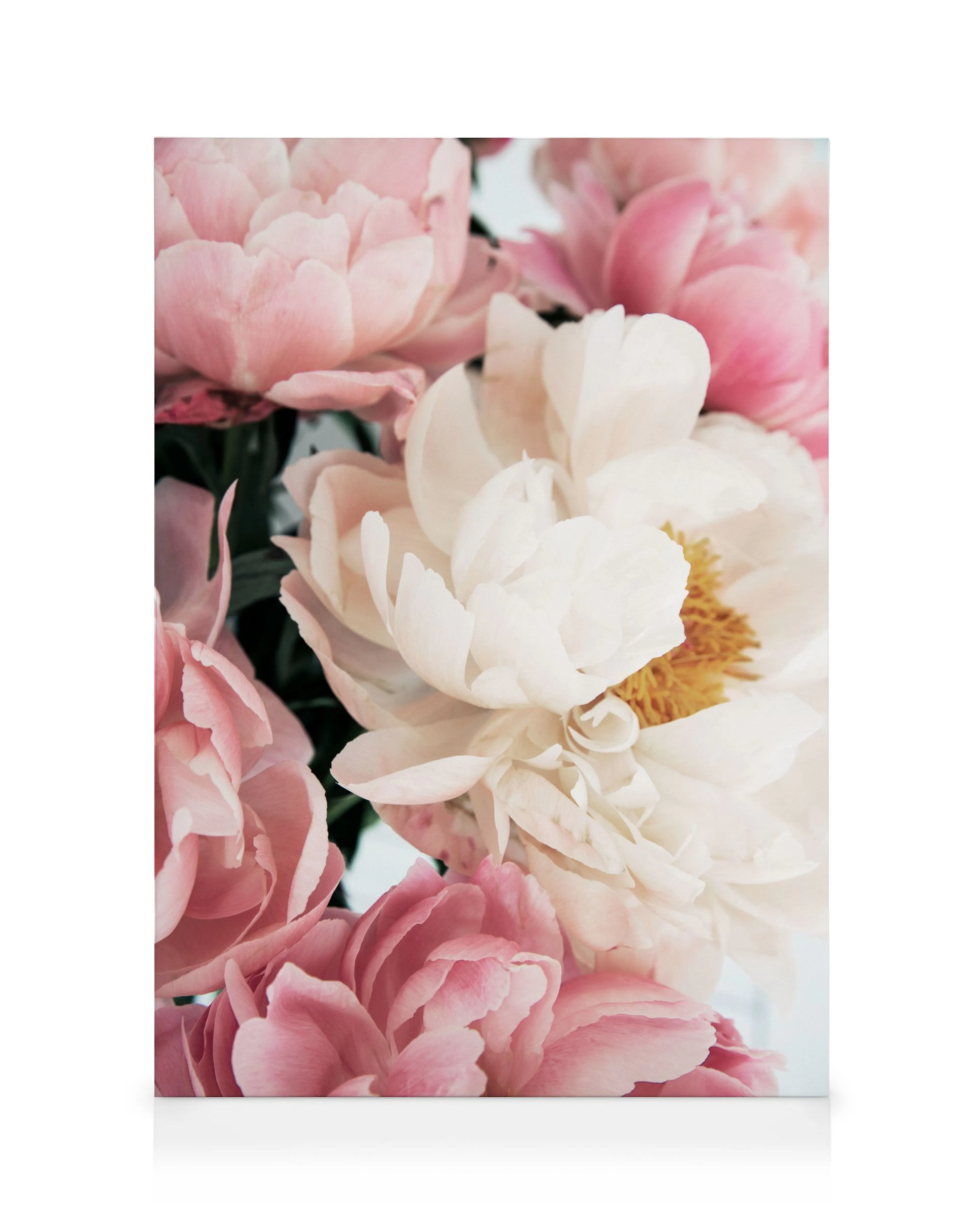 Rosa Pfingstrosen Leinwandbild 0