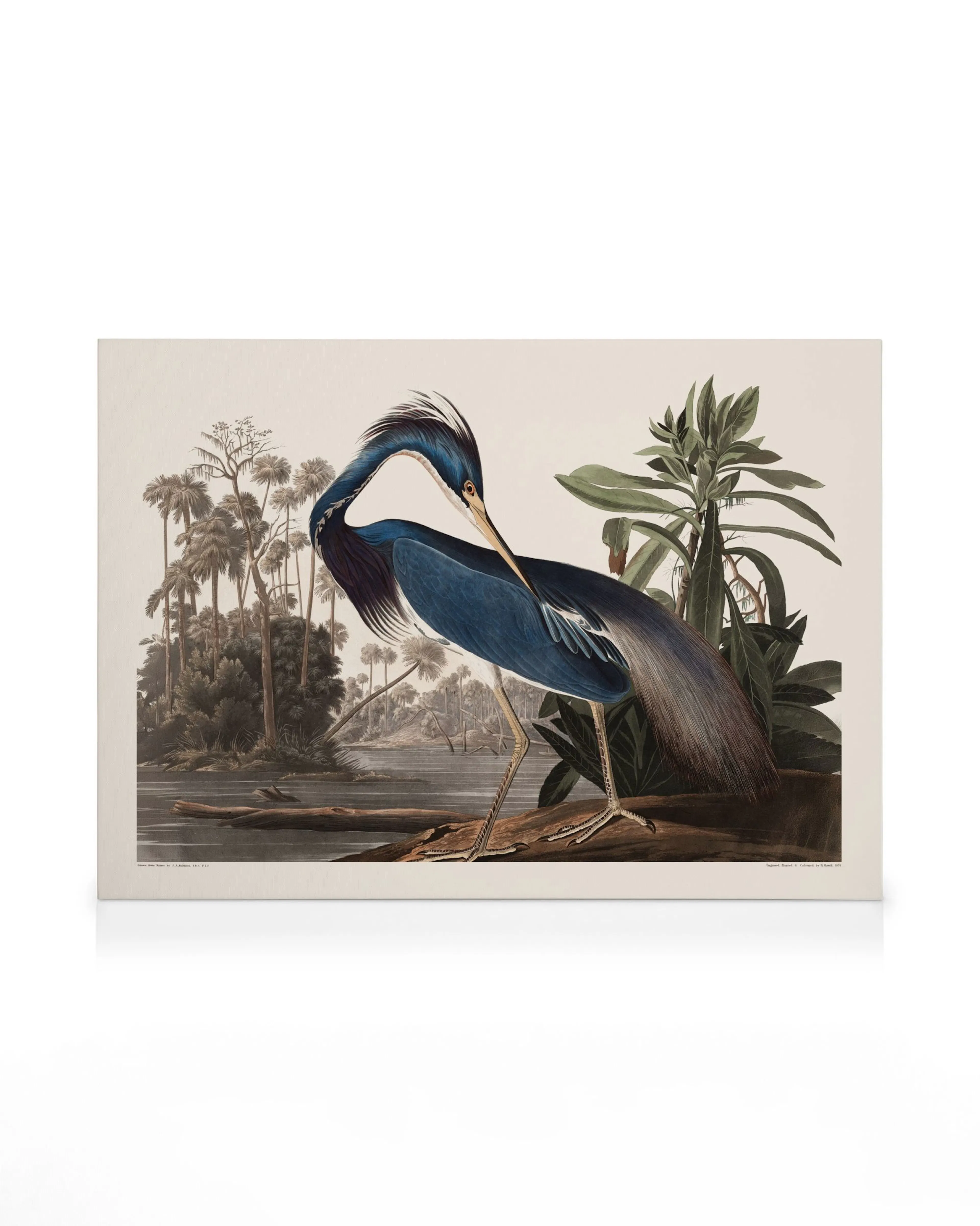 Héron Illustration Nature toile 0