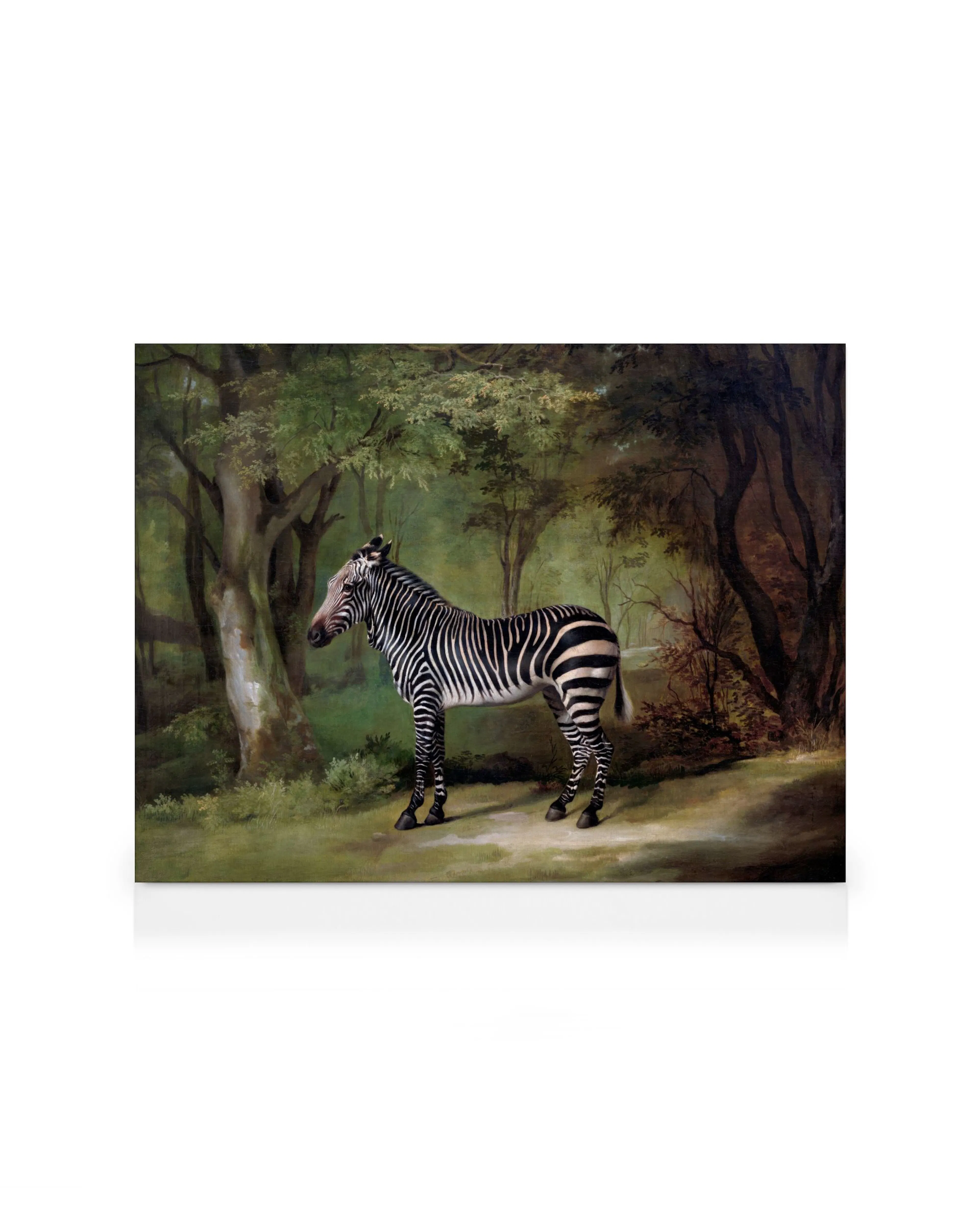 Zèbre Sauvage Toile 0
