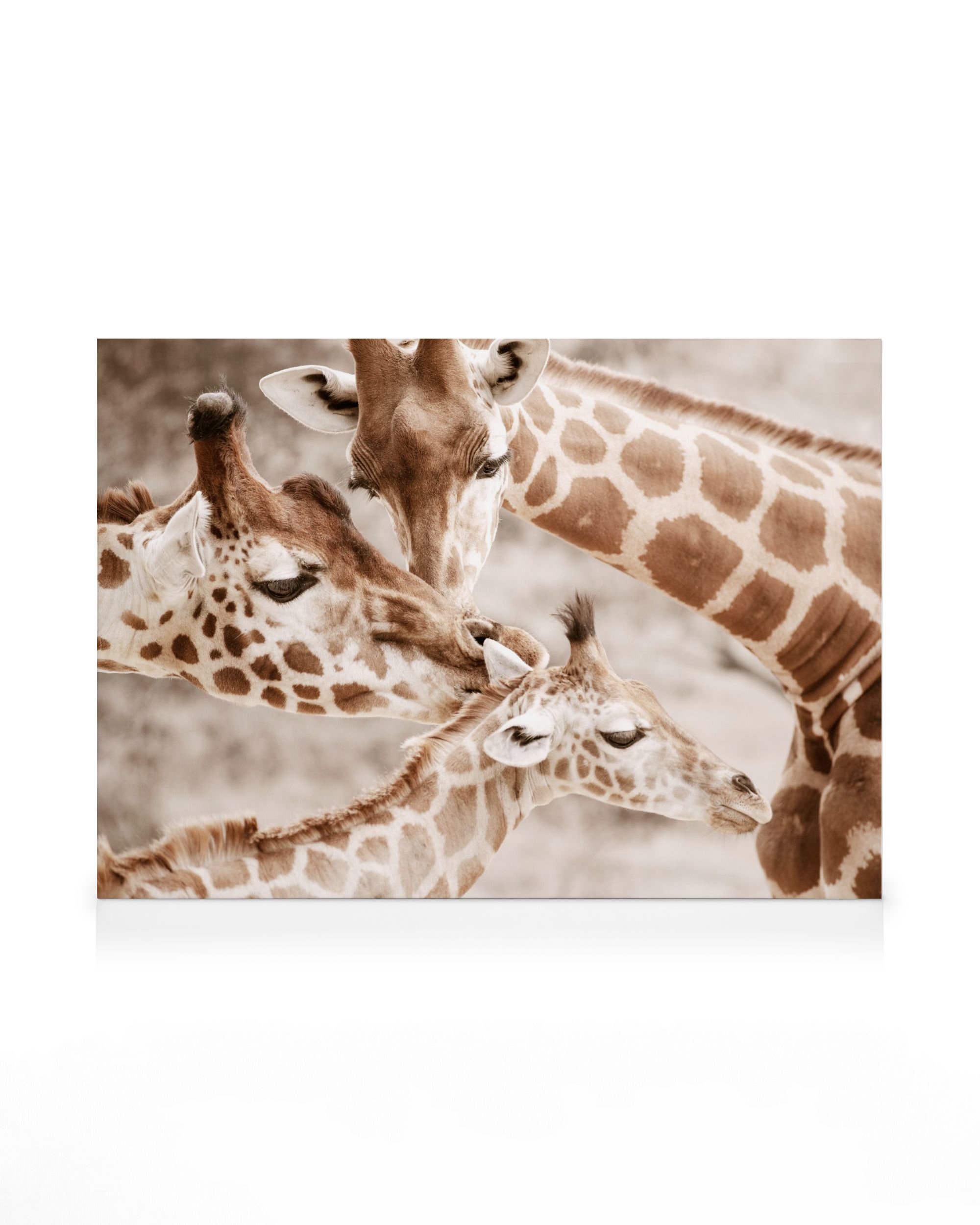 Wildlife Giraffe Family Canvas Wall Art | Poster Store UK