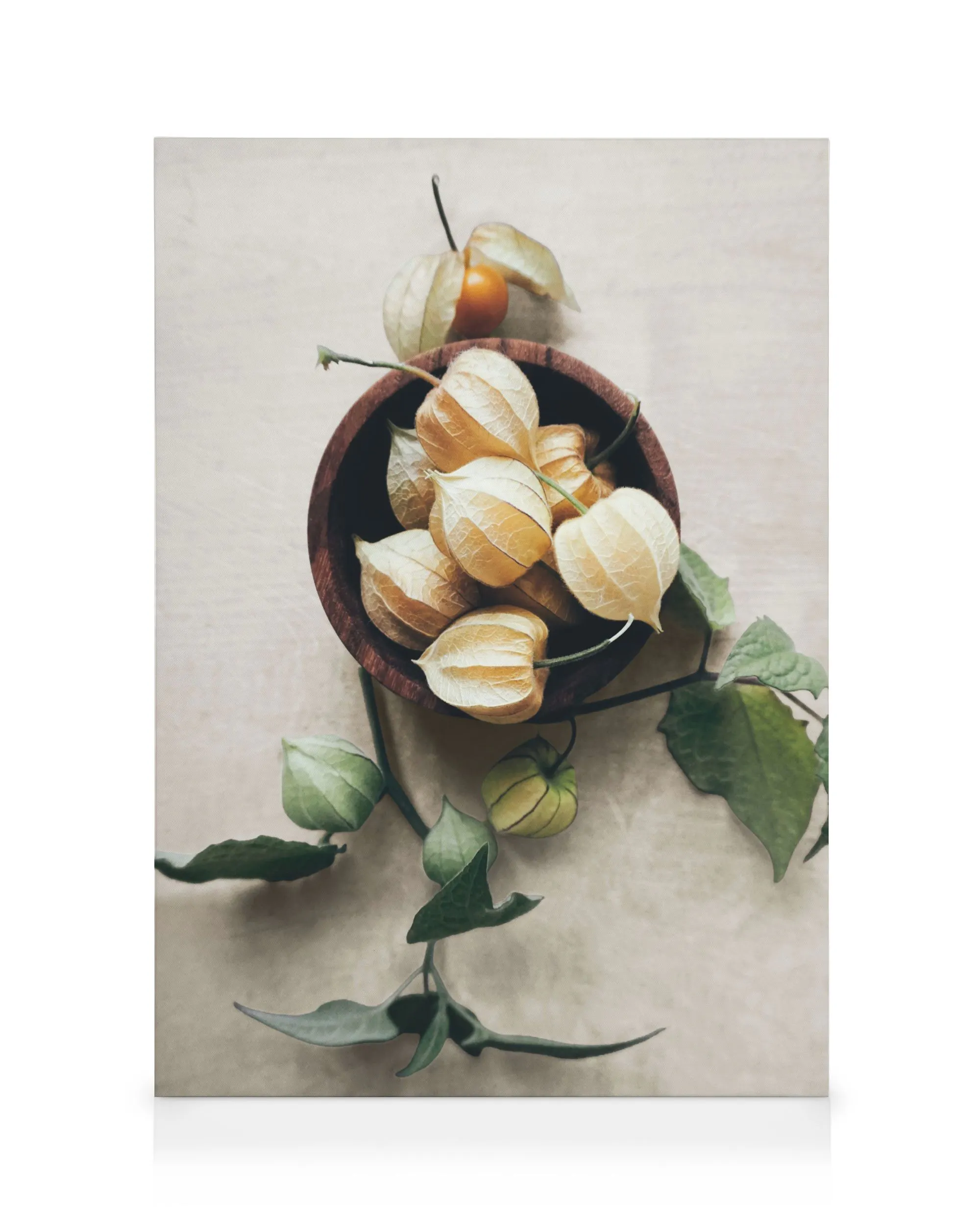 Physalis Séchés Toile 0