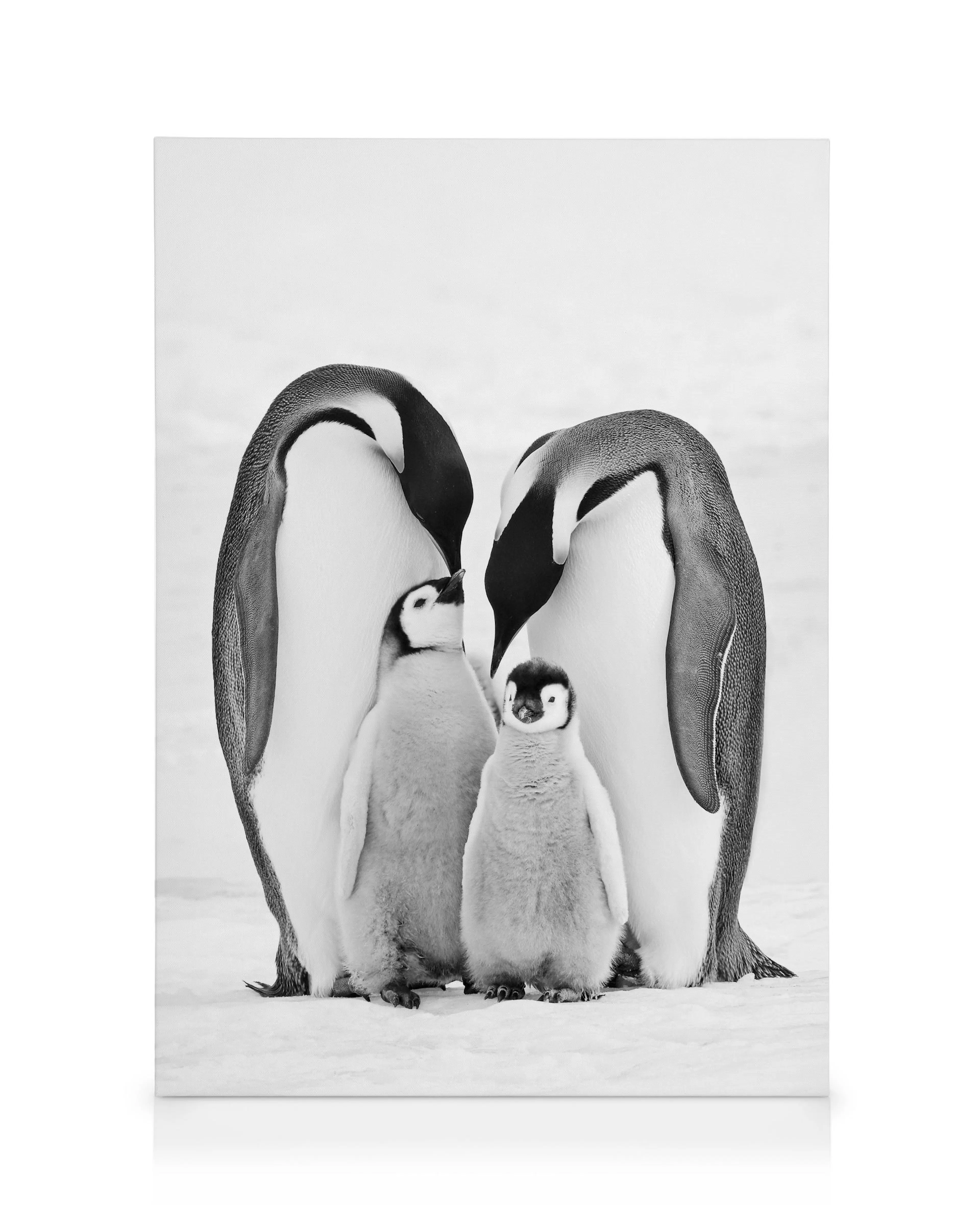 Kaiserpinguine Leinwandbild 0