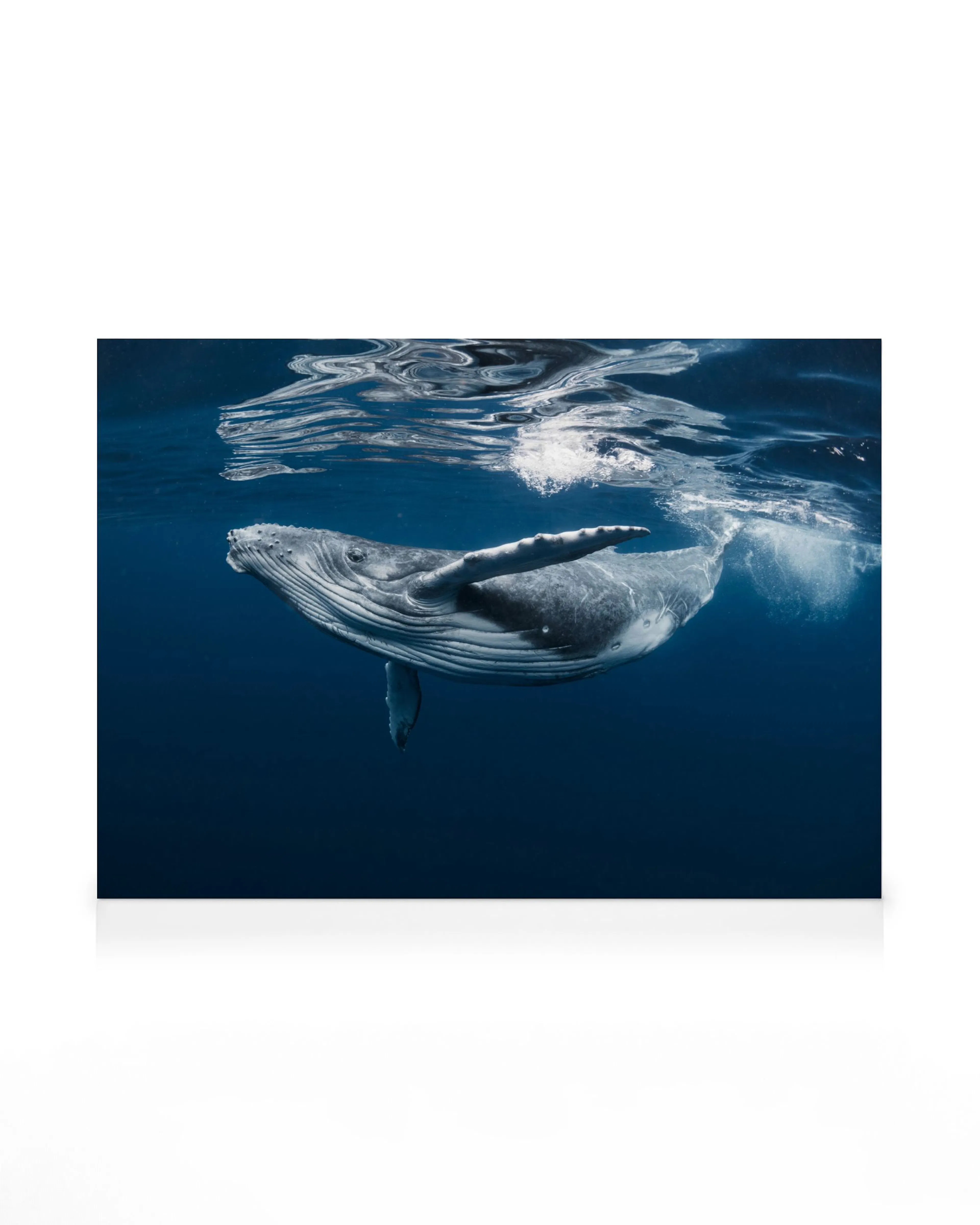 Baleine à bosse Océan Toile 0