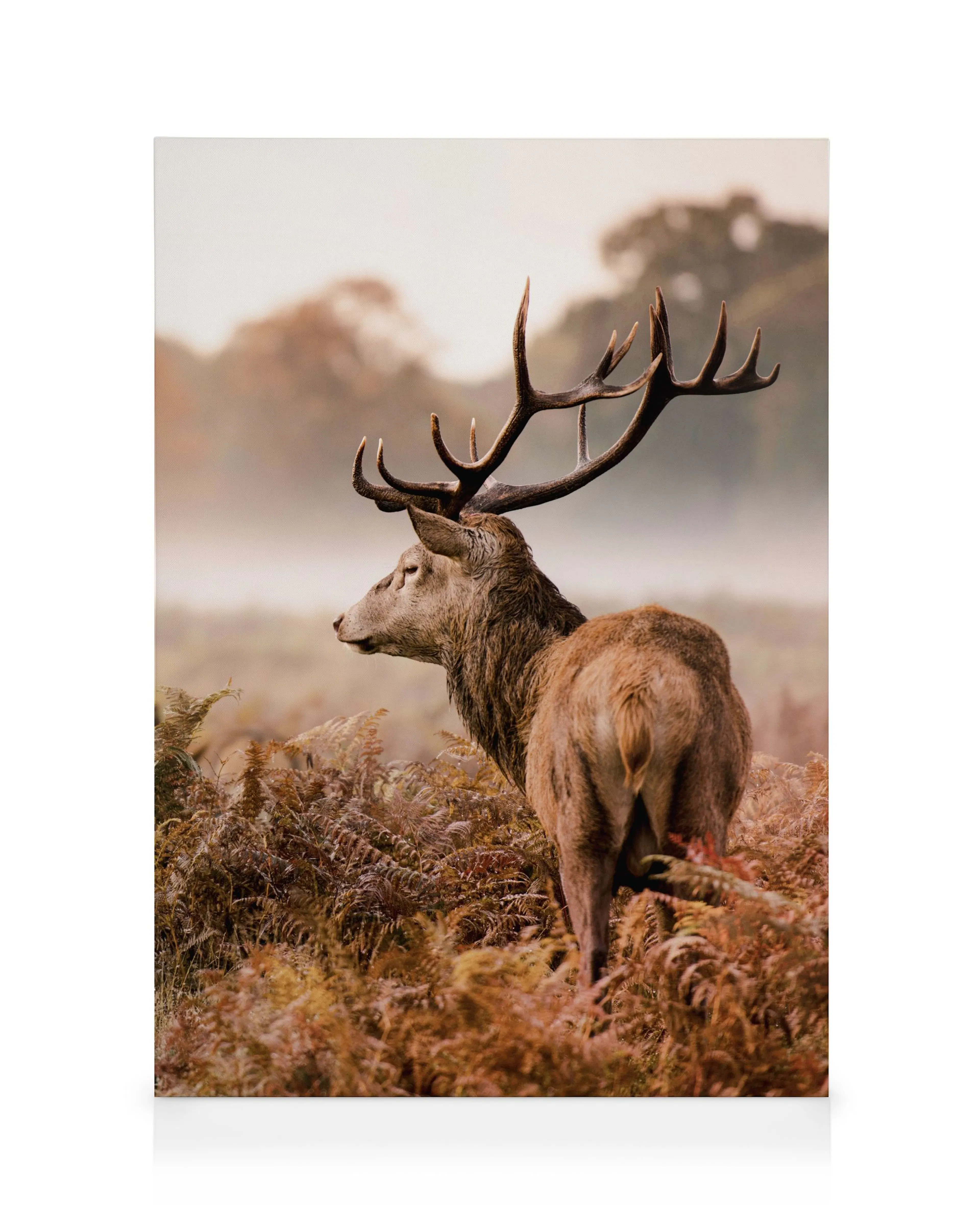 Cerf Sauvage Toile 0