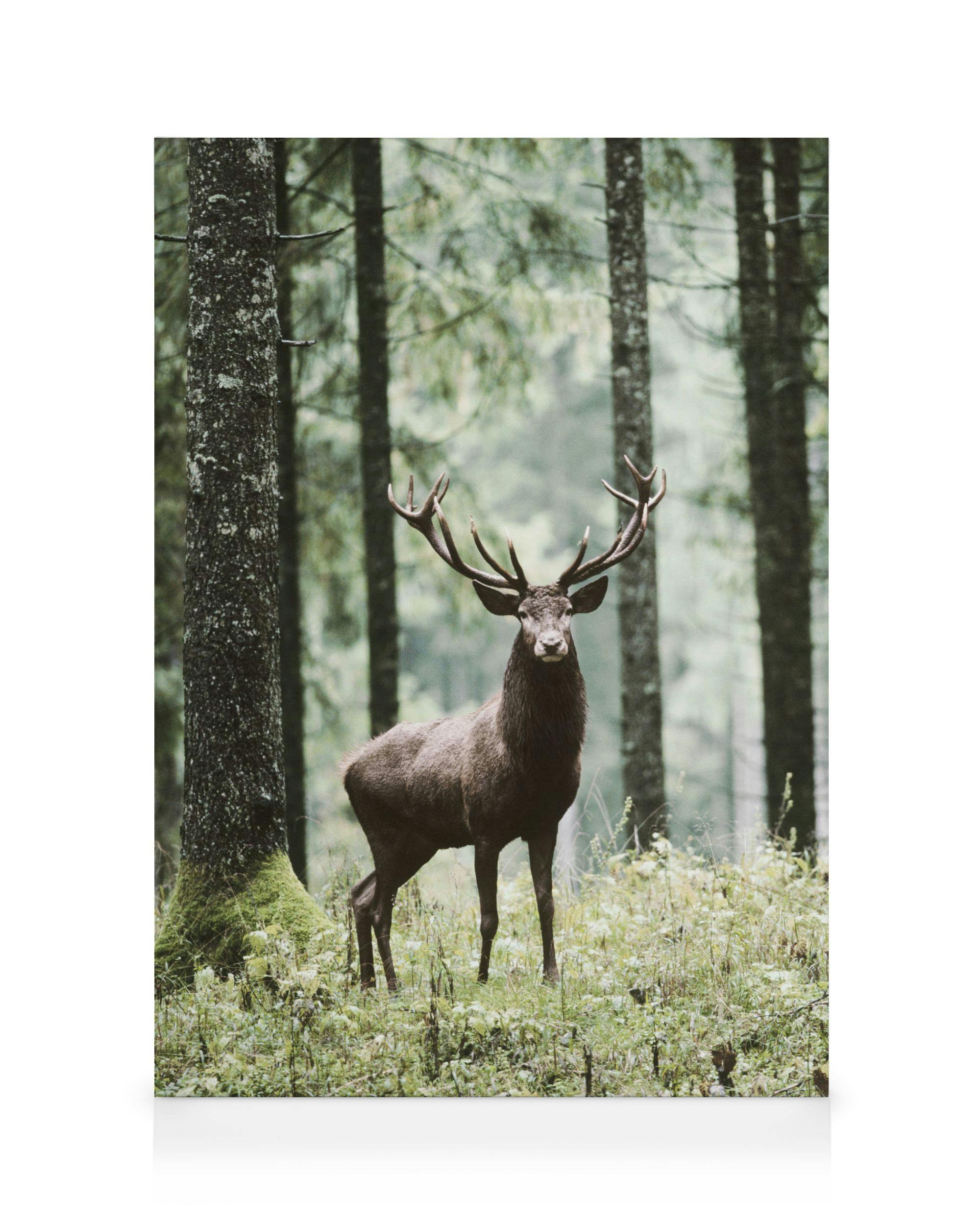 Canvas Prints - Deer Forest Canvas print (50x70 cm - Black Frame) - Poster Store