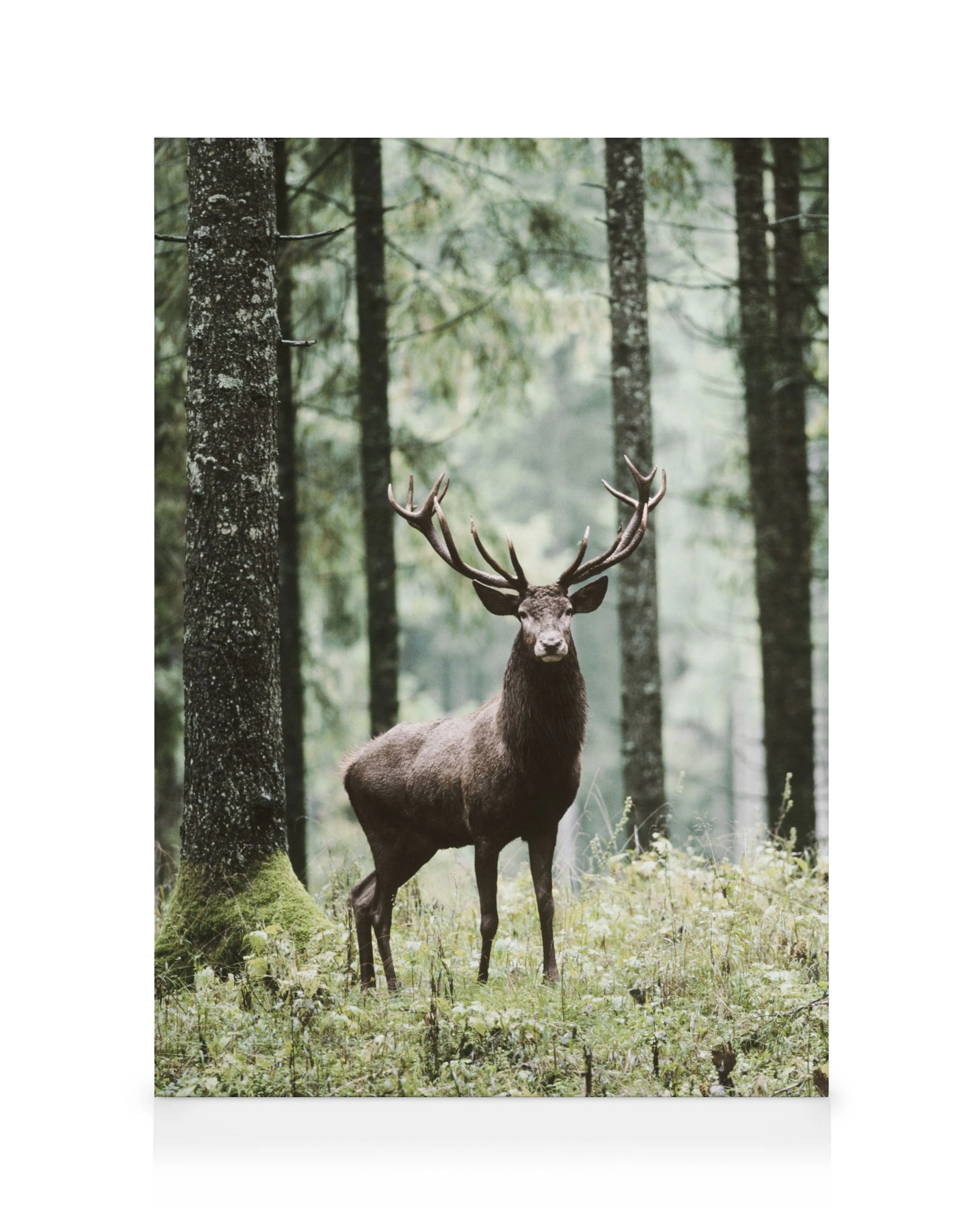 Deer Forest Canvas print 0