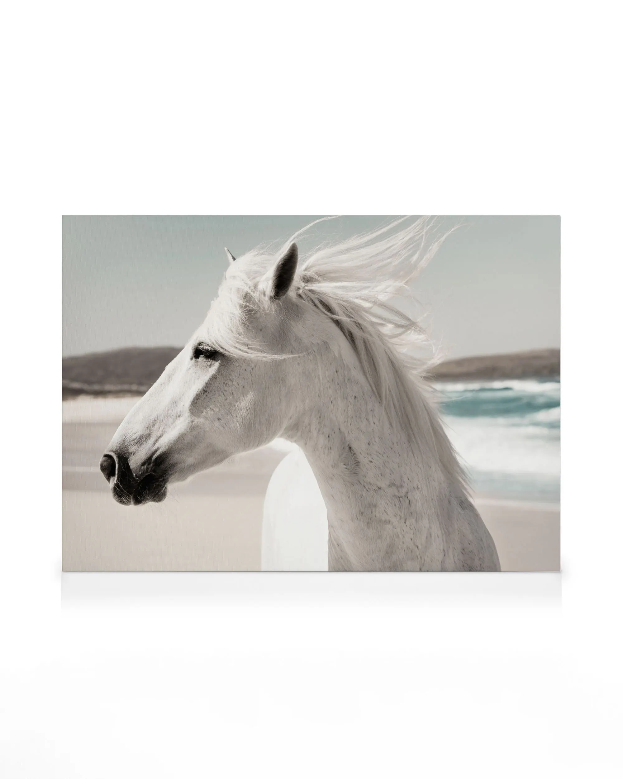 Cheval de Plage Toile 0