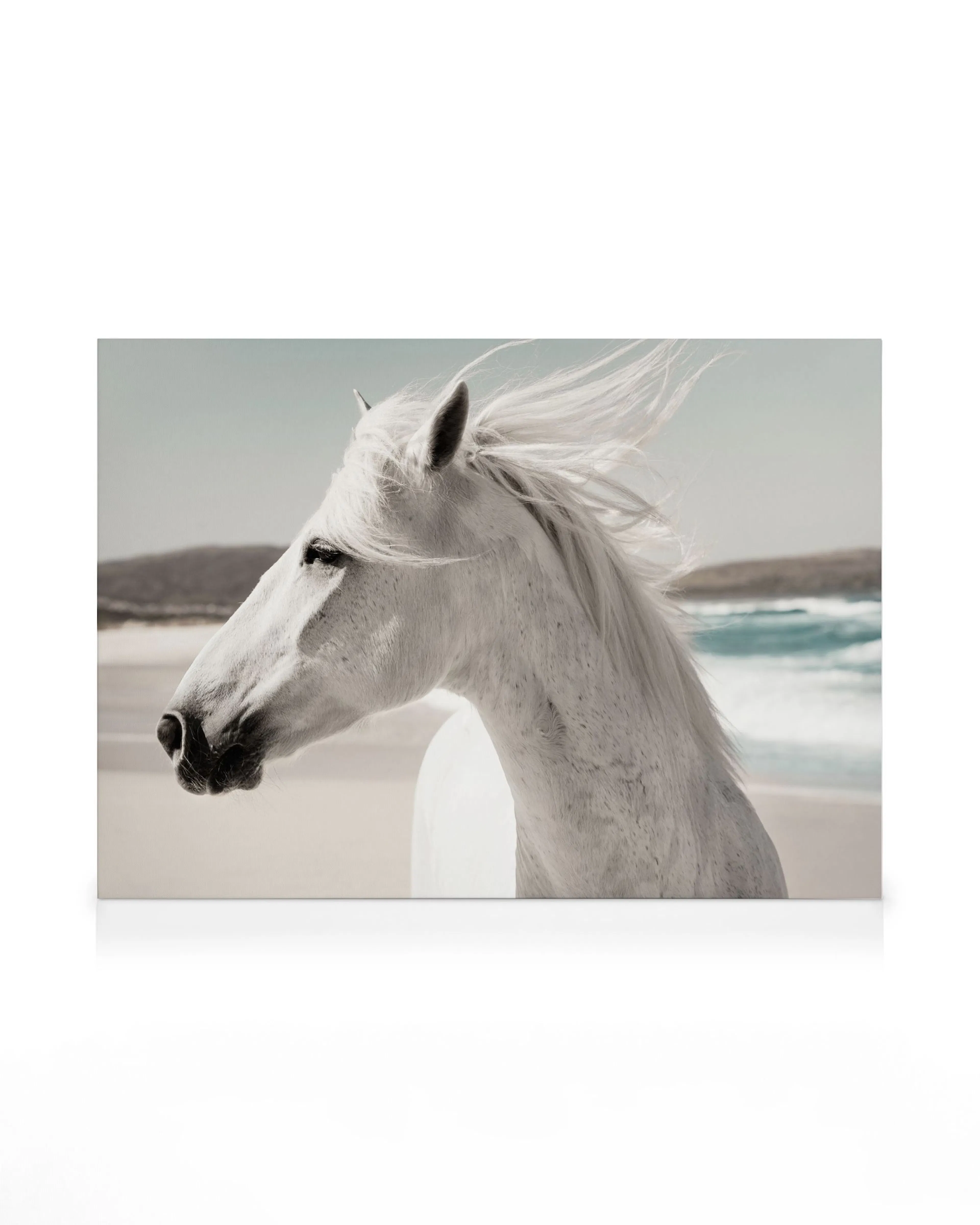 Cheval de Plage Toile 0