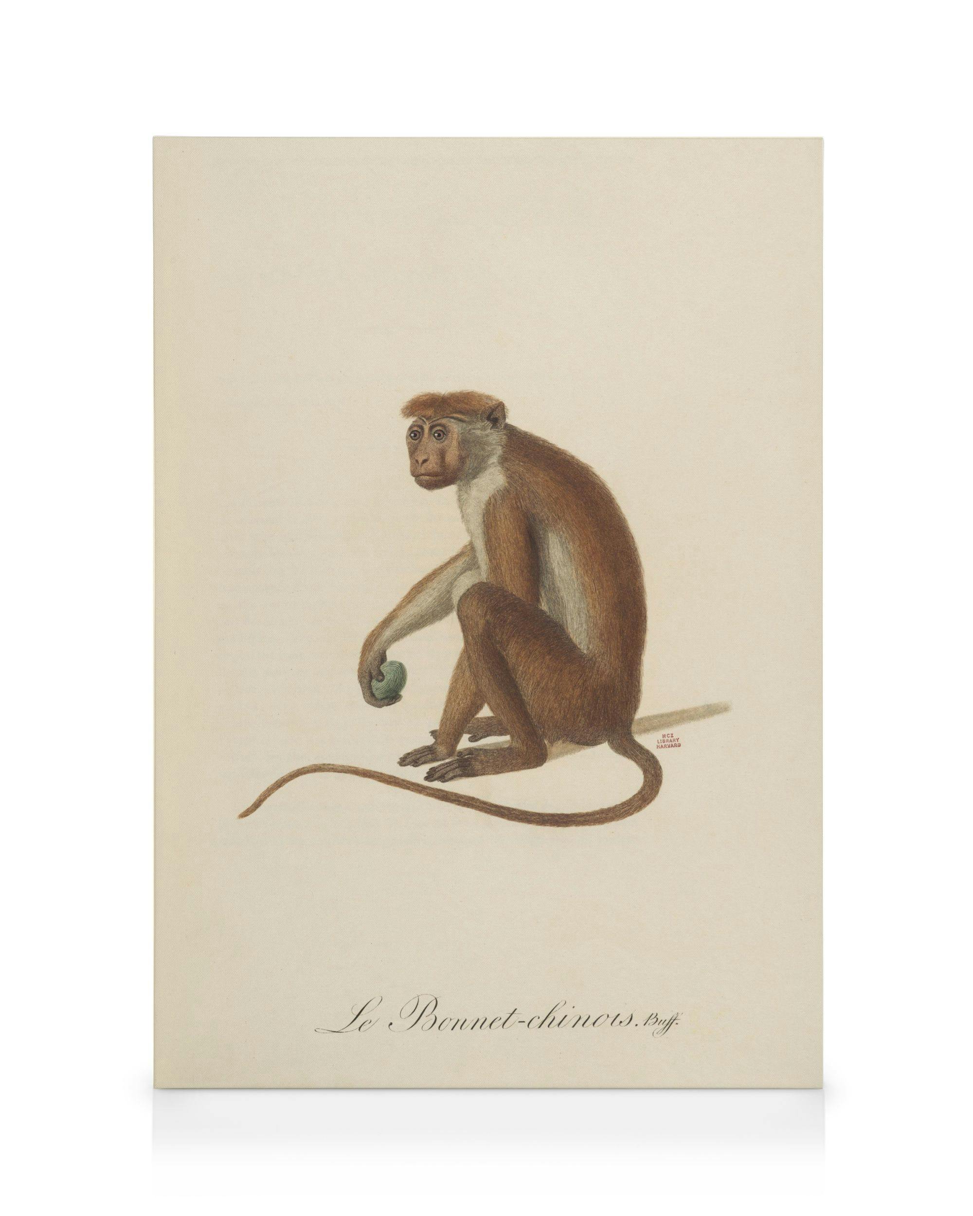 Canvas Prints - Jean-Baptiste Audebert - Le Bonnet Chinois Canvas print (30x40 cm - Oak Frame) - Poster Store