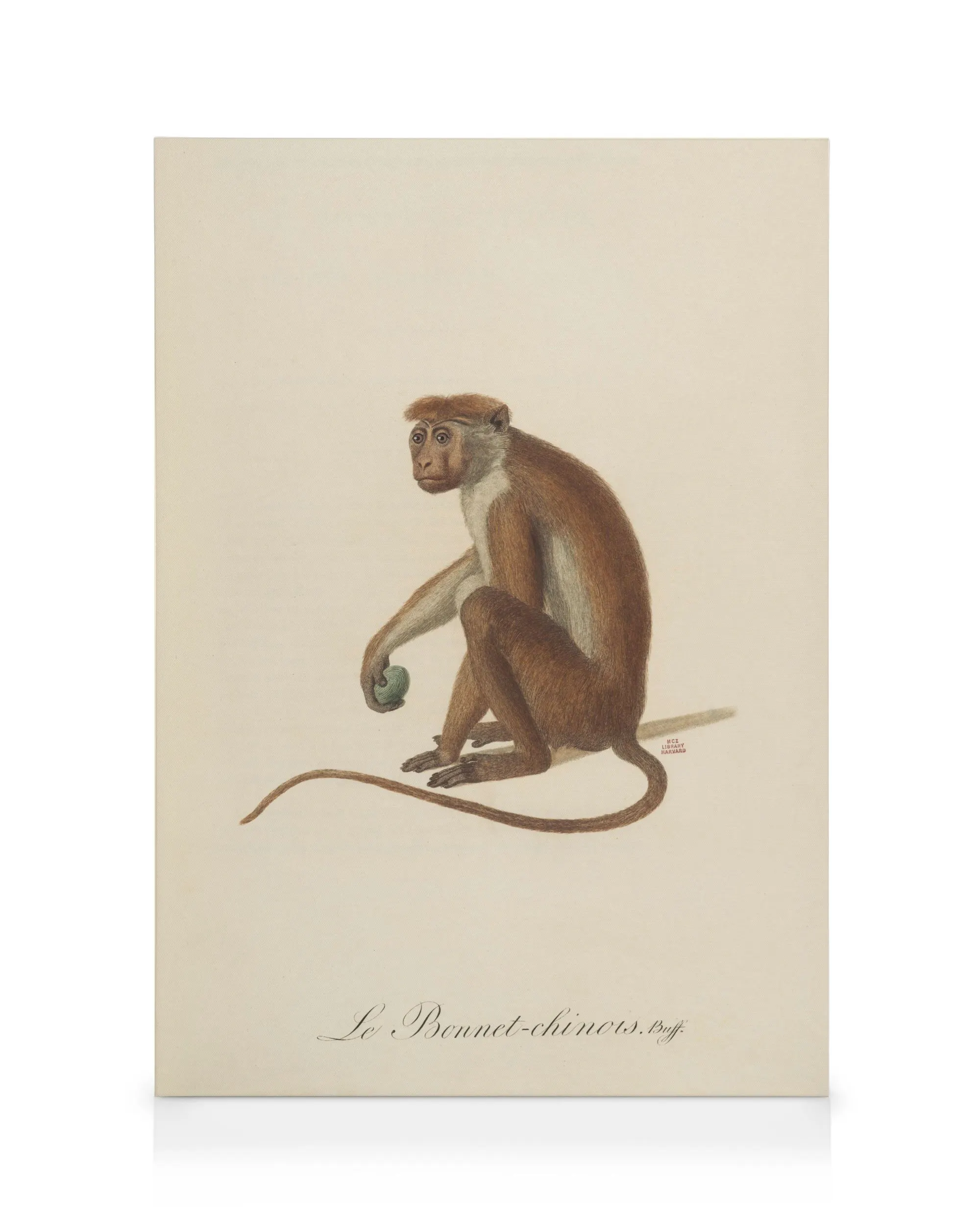 Jean-Baptiste Audebert - Le Bonnet Chinois Toile 0