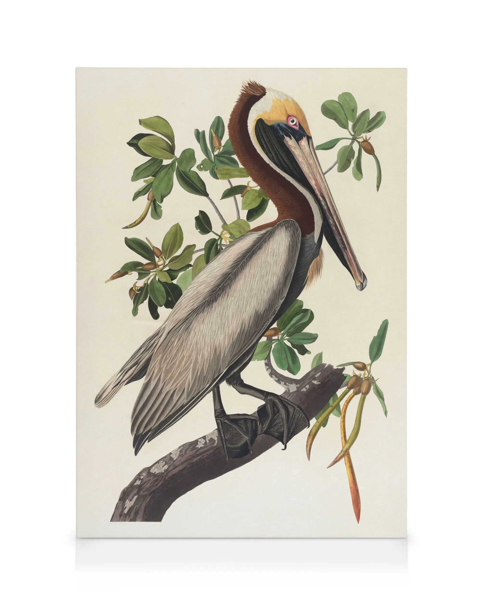 John James Audubon - Pélican brun Toile 0