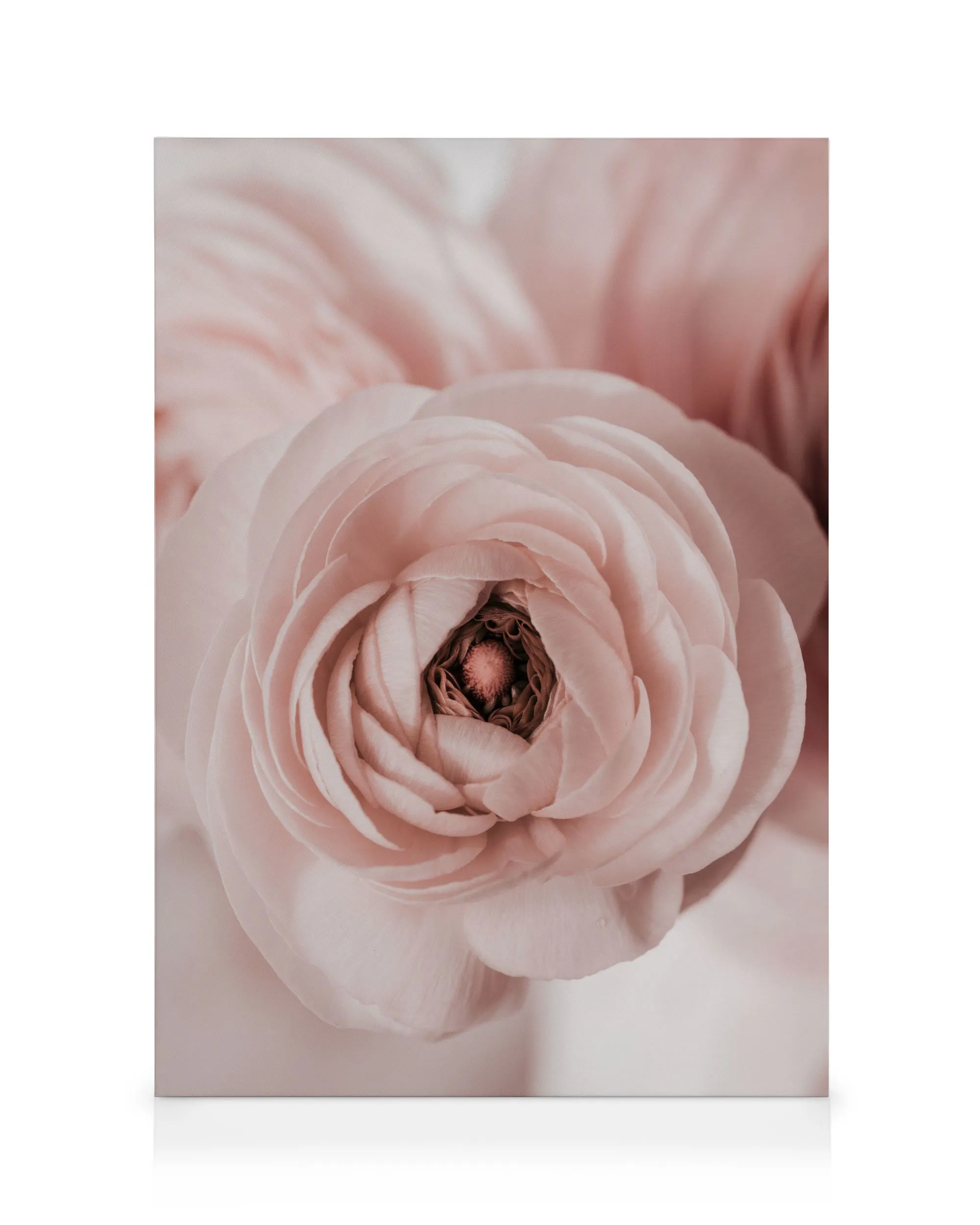 Renoncule Rose Toile 0