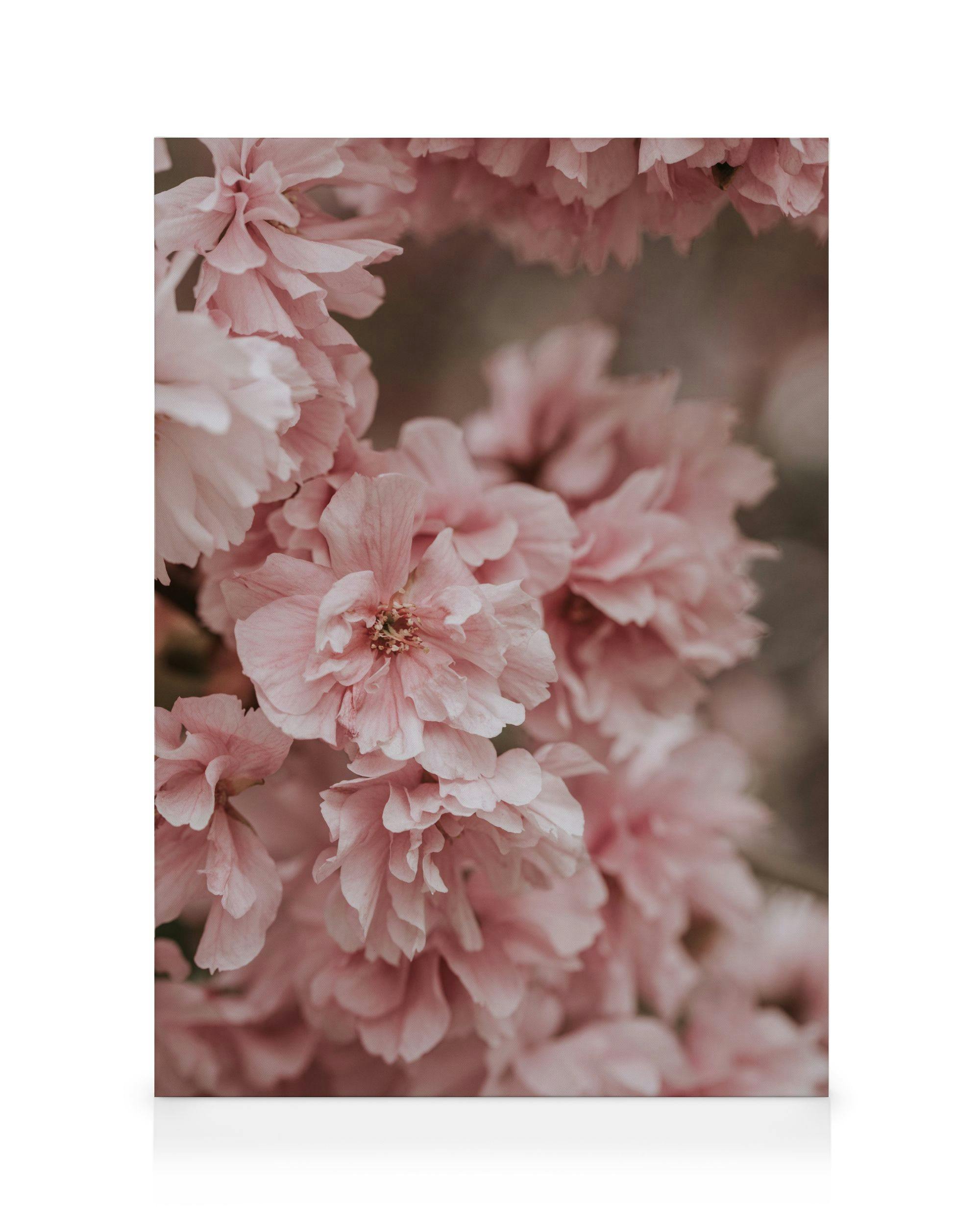 Canvas Prints - Pink Blooms Canvas print (70x100 cm - Black Frame) - Poster Store