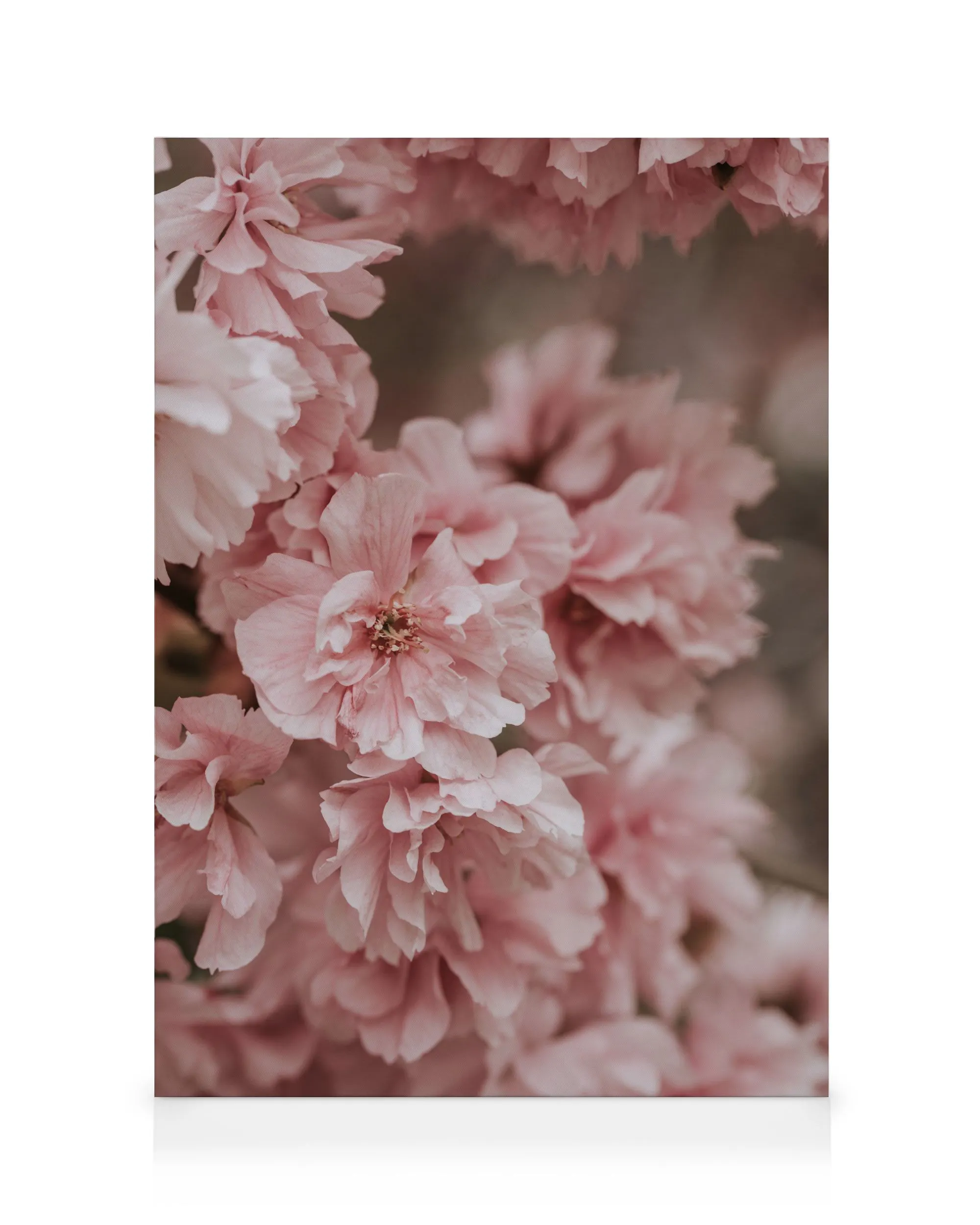 Fleurs Roses Toile 0
