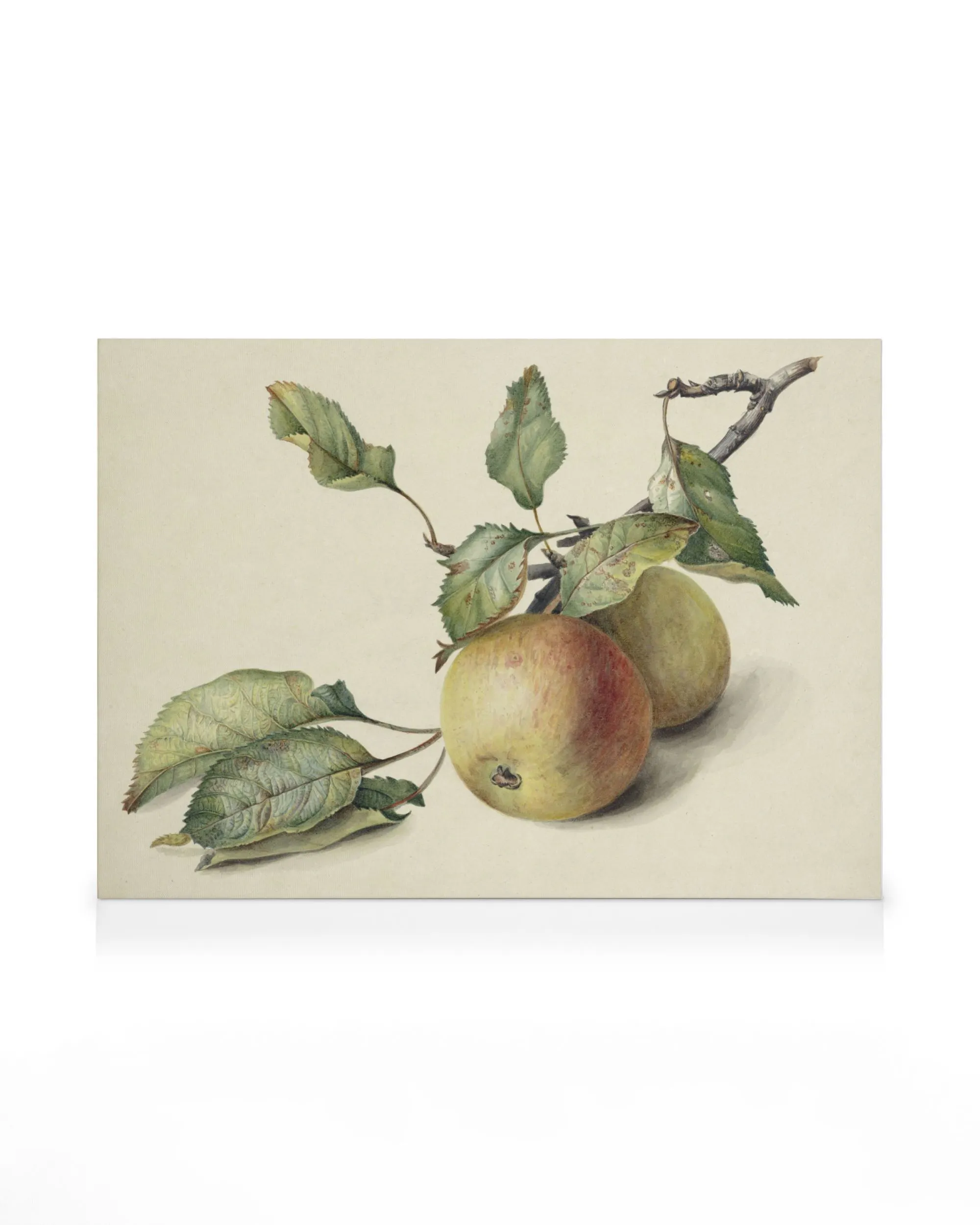 Johannes Reekers II - Deux Petites Pommes sur une Branche Toile 0