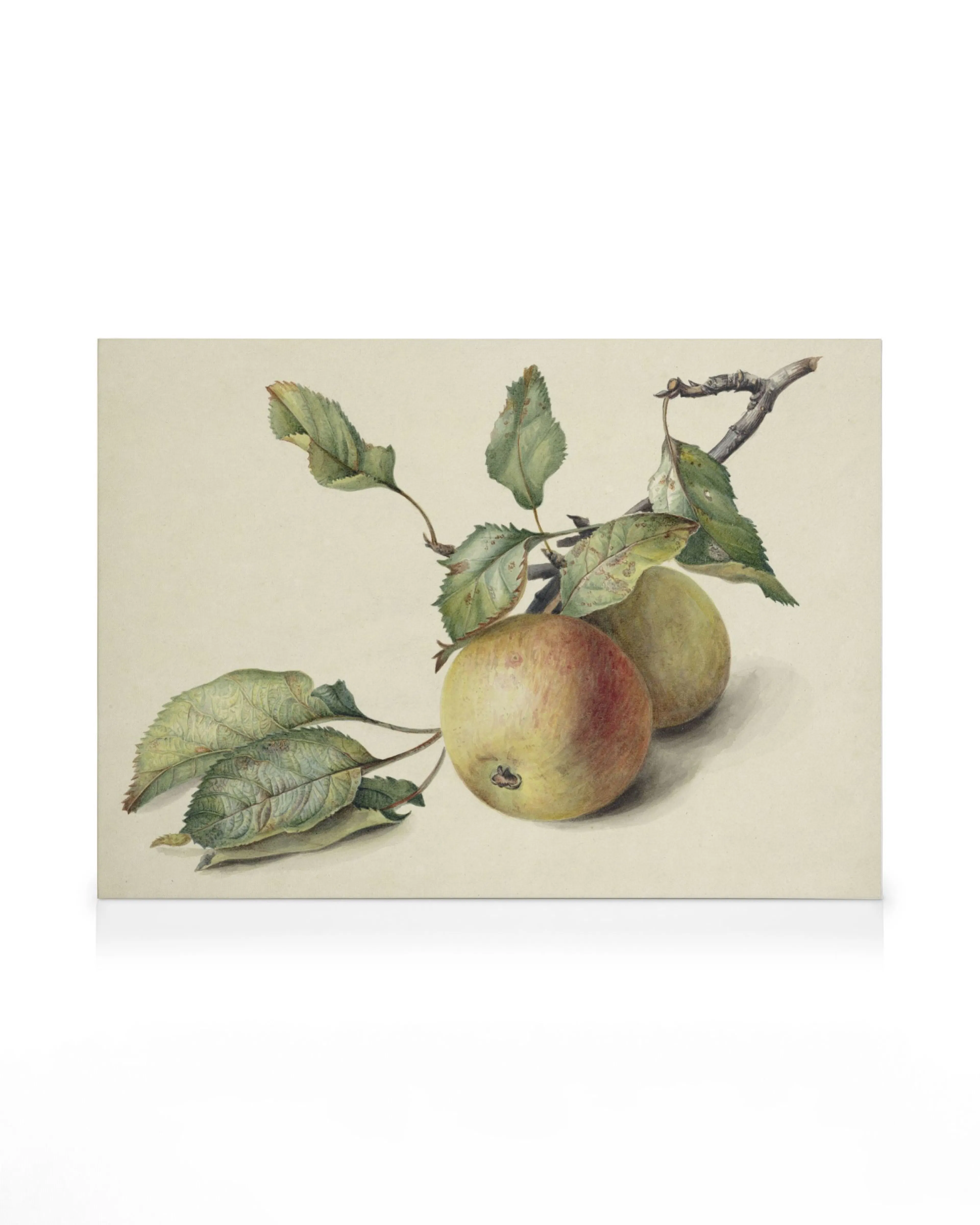 Johannes Reekers II - Deux Petites Pommes sur une Branche Toile 0